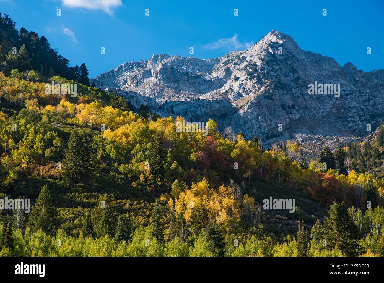 Granitberge und Herbstlaub. Wasatch Mountain Range, American Fork, Utah, USA. Stockfoto