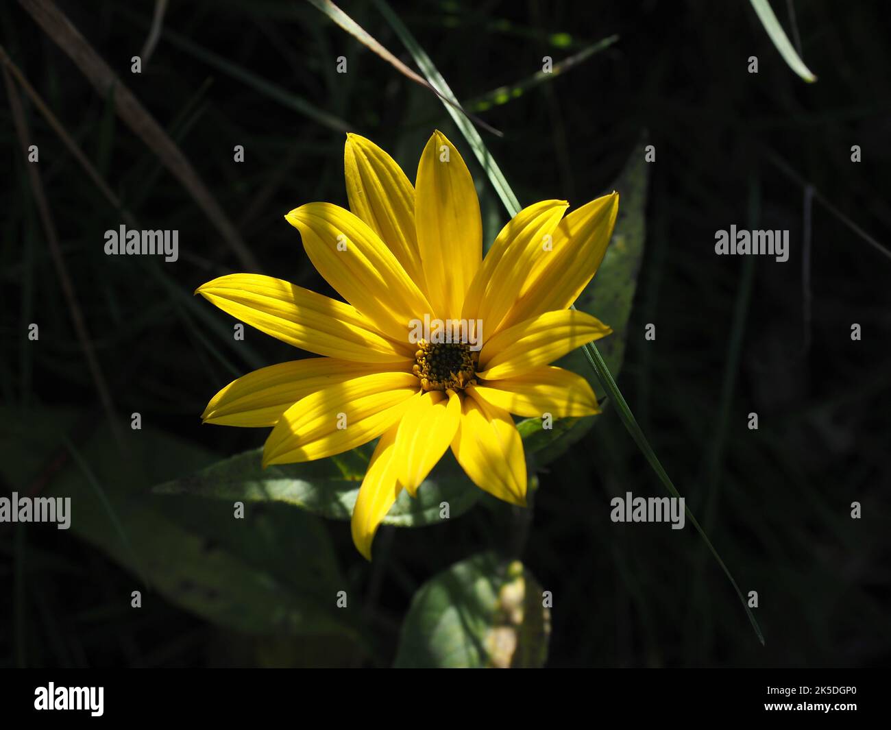 Jerusalem Artischocke, Topinambur Blumen - wilde Sonnenblume Stockfoto