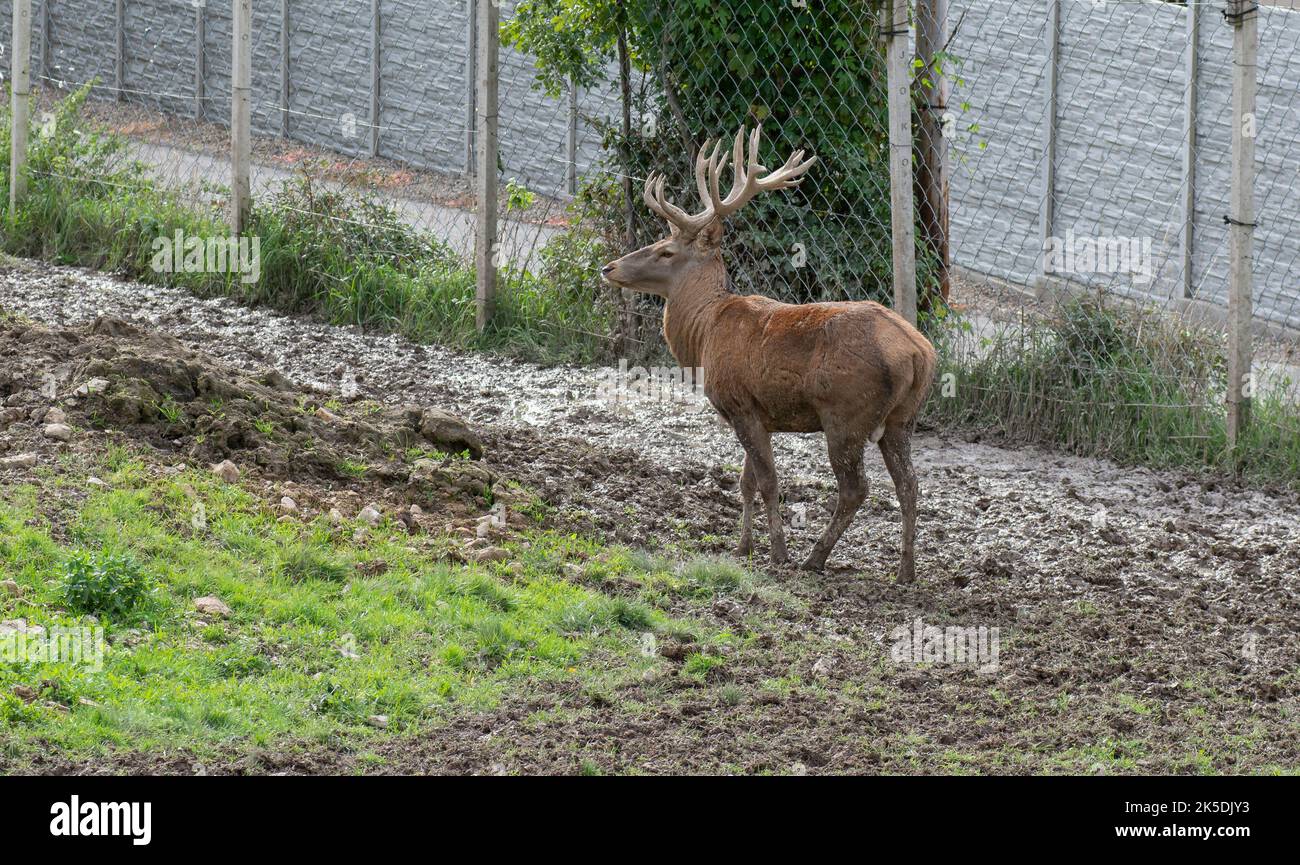Rotwildmanagement. Hirschzucht in Gefangenschaft. Halten Sie wilde Tiere. Stockfoto