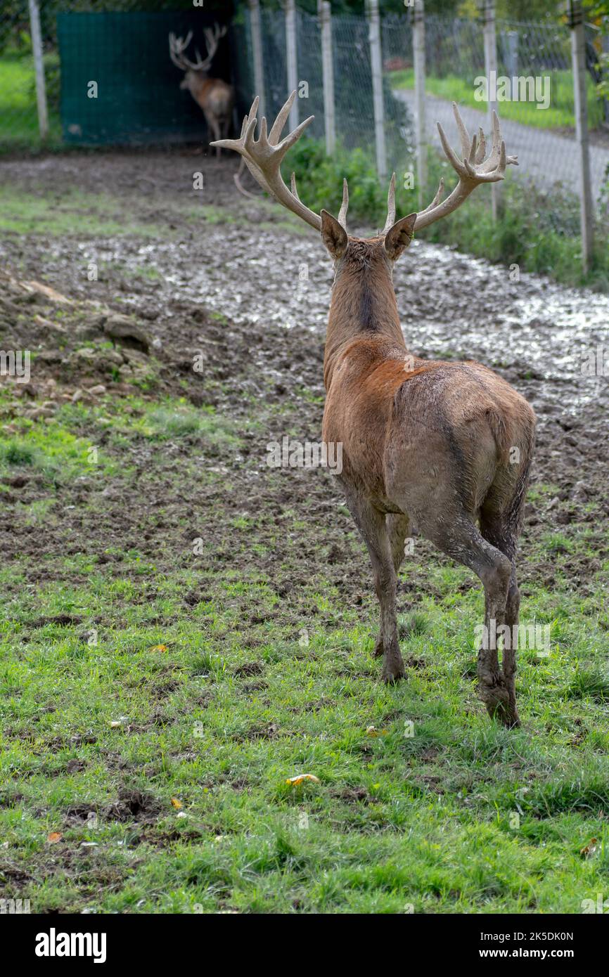 Rotwildmanagement. Hirschzucht in Gefangenschaft. Halten Sie wilde Tiere. Stockfoto