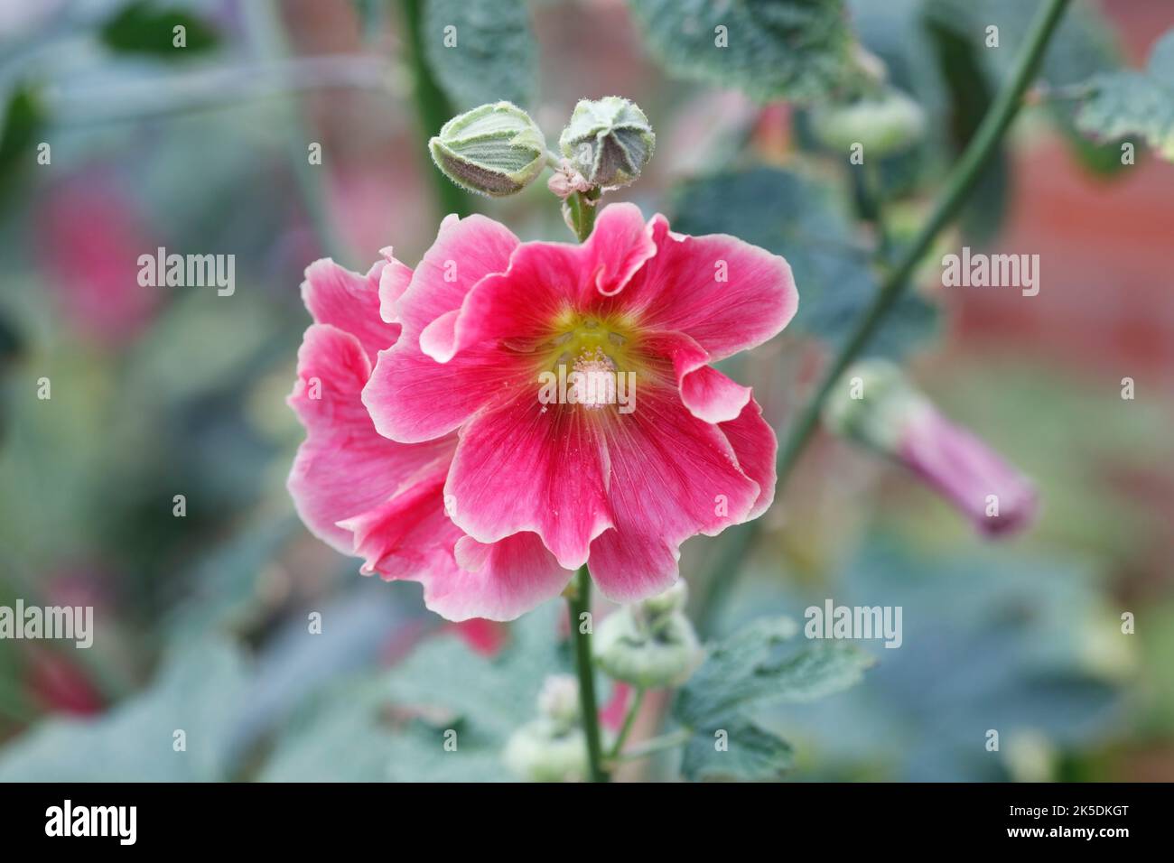 Alcea rosea. Rosa Hollyhock. Stockfoto