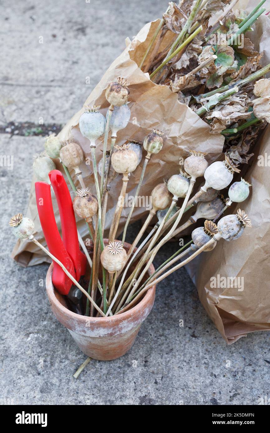 Sammeln von Blumen Samen. Stockfoto