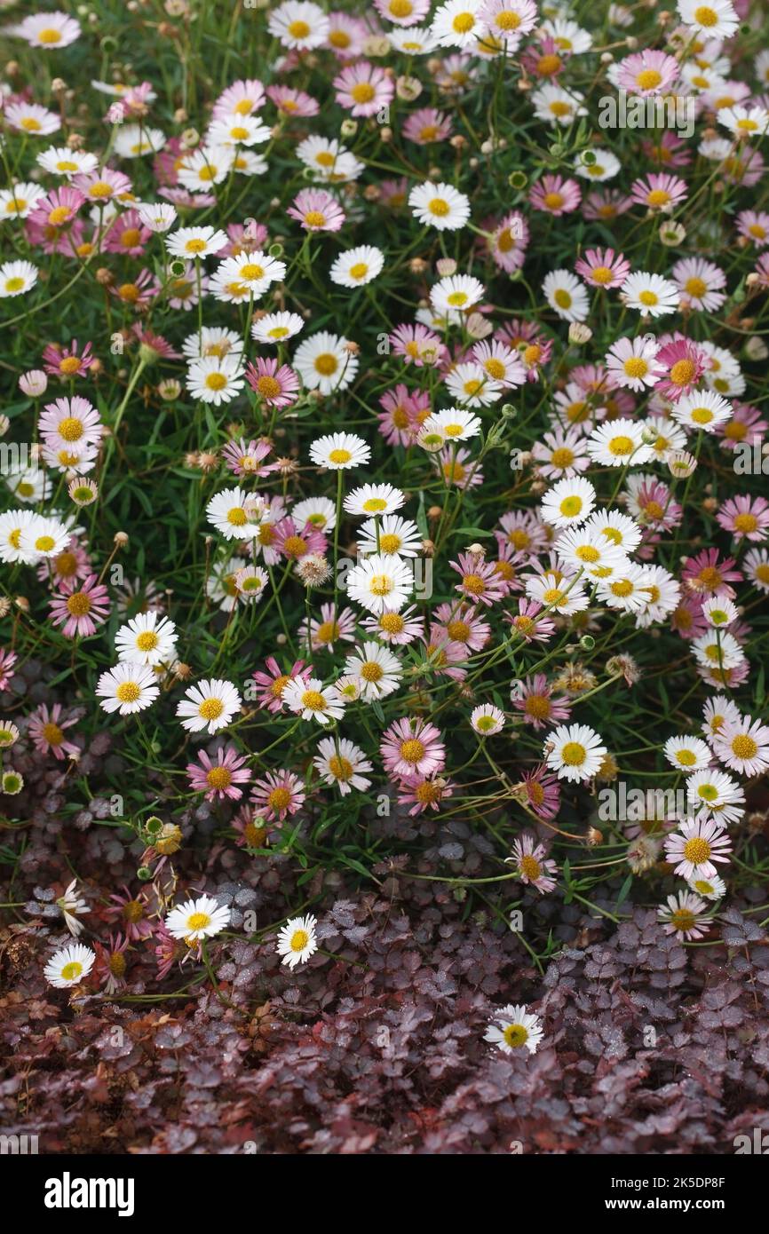 Erigeron karvinskianus Blumen. Stockfoto