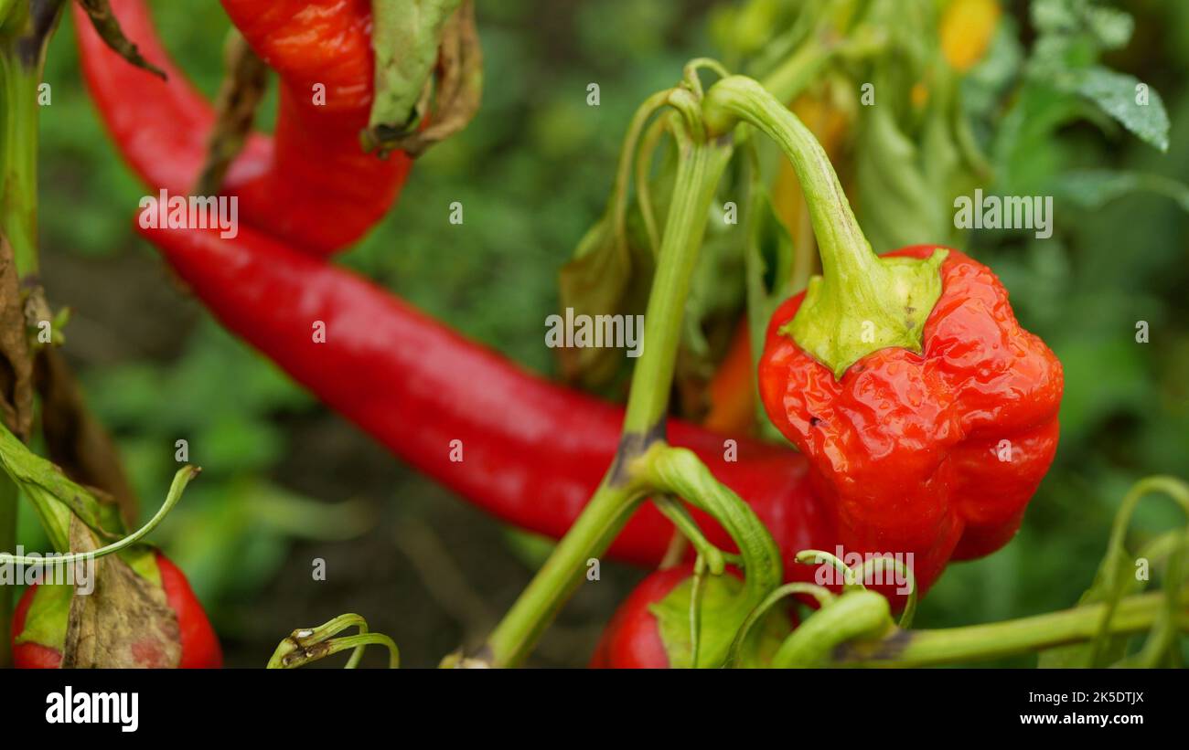 Pfeffer Chili bio Pilipili Hoho Red capsicum annuum Farm reife frische Pflanze Plantage chile Detail Chilis Nahaufnahme Feld Land mit Glocke süß Stockfoto