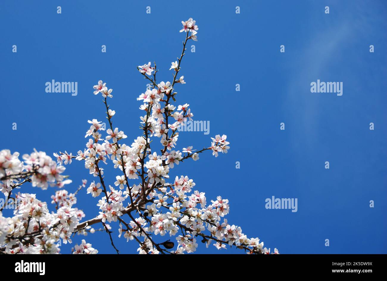 Blühende Mandelbäume blühen im Frühling vor blauem Himmel. Frühlingslandschaft Stockfoto