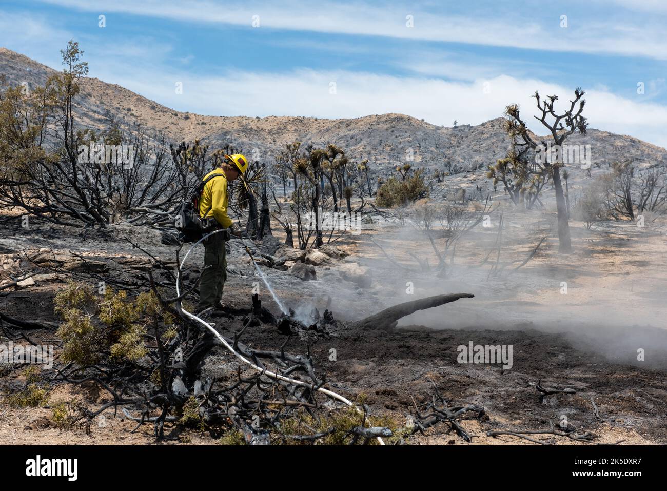 Joshua Tree National Park. Ein Feuerwehrmann, der heiße Stellen in einem verbrannten Bereich des Elchfeuers ausstellt. Das Elchfeuer begann am 26. Mai 2022 in der Stadt Yucca Valley. Es verbrannte 431 Acres Land, einschließlich über 100 Acres in der nordwestlichen Ecke des Joshua Tree National Park. Feuerwehrleute mehrerer Behörden griffen das Feuer aggressiv an, mit dem Ziel der vollständigen Unterdrückung. Kredit NPS/HSchwalbe Stockfoto