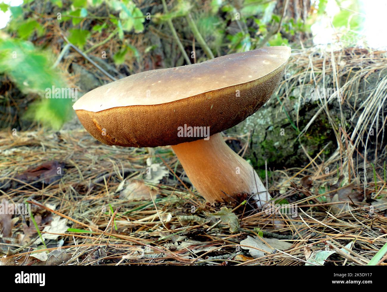 Boletus, Leccinum, Suillus. Boletes unterscheiden sich von anderen Pilzen dadurch, dass sie Poren haben und nicht Kiemen auf der Unterseite der Kappe. Tausende von Sporen werden aus den Innenwänden von Hunderten von winzigen runden Röhren freigesetzt, die die untere Deckeloberfläche bilden. Dieser sporentragende Bereich ähnelt einem Schwamm. Leccinum ist eine Pilzgattung aus der Familie der Boletaceae. Ihr Hauptunterscheidungsmerkmal sind die kleinen, starren Projektionen (Kräcker), die ihren Stielen eine grobe Textur verleihen. Die Gattung hat eine weit verbreitete Verbreitung, vor allem in den nordgemäßigten Regionen, mit etwa 75 Arten.Quelle: BSpragg Stockfoto