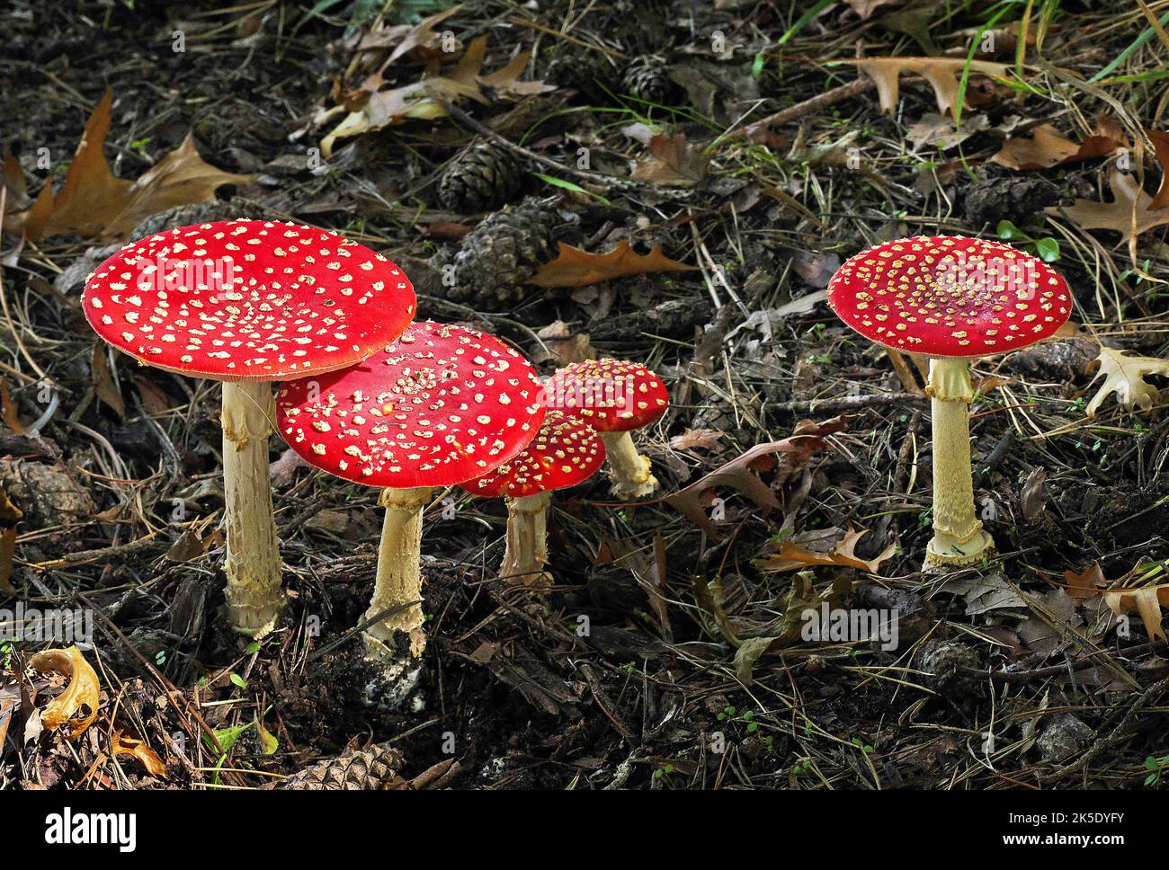 Amanita muscaria, allgemein bekannt als Fliegenagarie oder