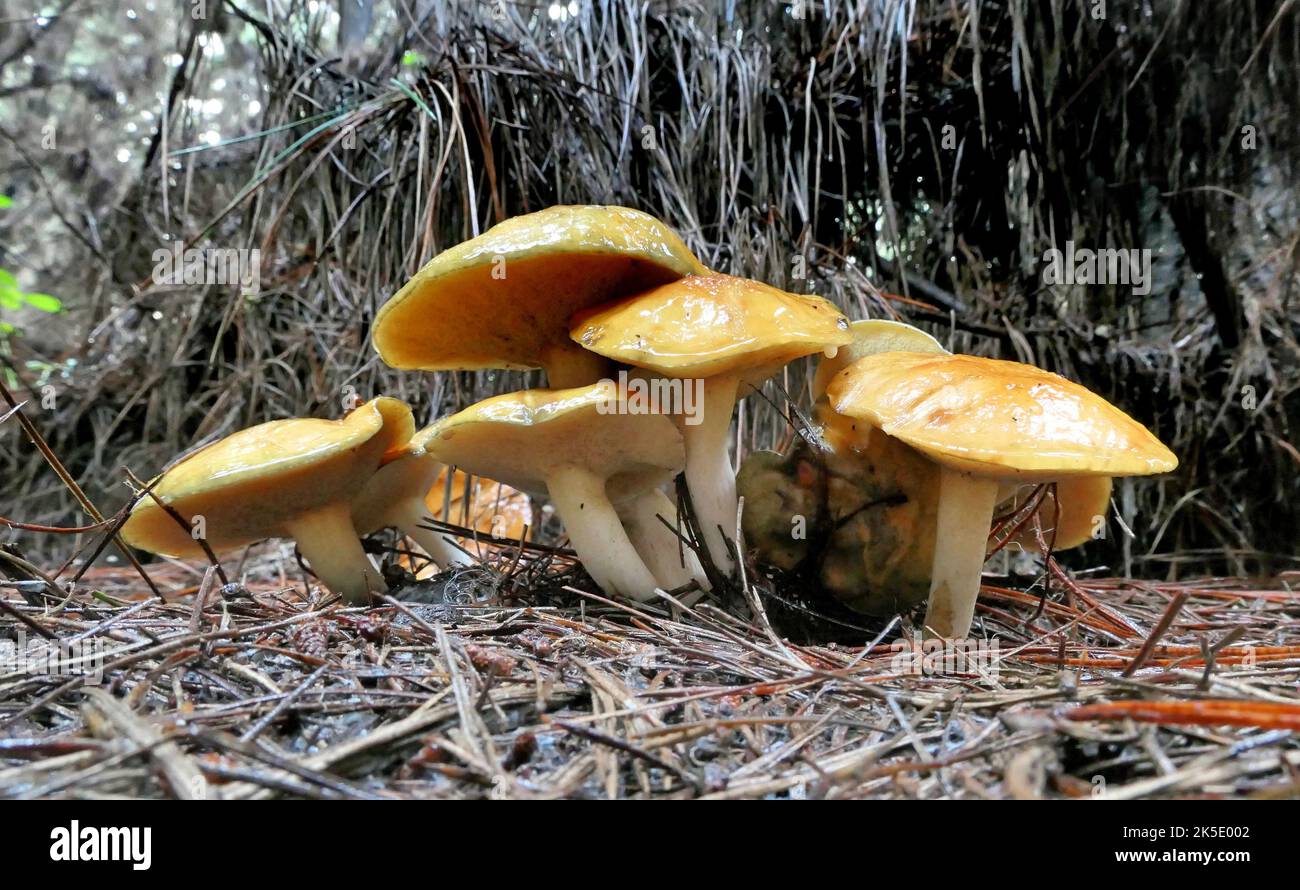 Suillus ist eine Gattung von Basidiomyceten-Pilzen aus der Familie der Suillaceae und der Ordnung Boletales. Die Arten der Gattung sind mit Bäumen aus der Familie der Kiefern (Pinaceae) assoziiert und werden hauptsächlich an gemäßigten Standorten in der N. Hemimimimizone verbreitet, obwohl einige Arten in die S. Hemimizone eingeführt wurden. Sie wurden häufig als "lipprierte Buben" bezeichnet, weil die Kappe des Fruchtkörpers manchmal schleimig ist. Der Gattungsname leitet sich vom lateinischen Sus ab und bedeutet "Schwein". Vor 1997 galt die Gattung Suillus als Teil der Familie der Boletaceae. Exemplar fotografiert in Neuseeland Kredit: BSpragg Stockfoto