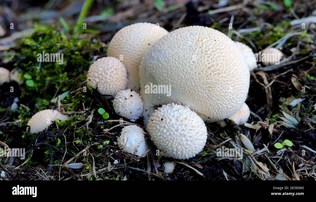 Apioperdon pyriforme, allgemein bekannt als der birnenförmige Puffball oder Stumpf Puffball, ist ein saprobischer Pilz in weiten Teilen der Welt. Dieser im Herbst auftauchende Kugelkopf ist häufig und häufig auf verfallenden Baumstämmen aus Laub- und Nadelholz zu finden. Es gilt als eine Wahl essbar, wenn noch unreif und das innere Fleisch ist weiß. Es wird oft Lycoperdon pyriforme genannt, wurde aber 2017 aufgrund phylogenetischer und morphologischer Unterschiede auf Apioperdon übertragen. Es ist die einzige Art der Gattung.??Quelle: BSpragg Stockfoto