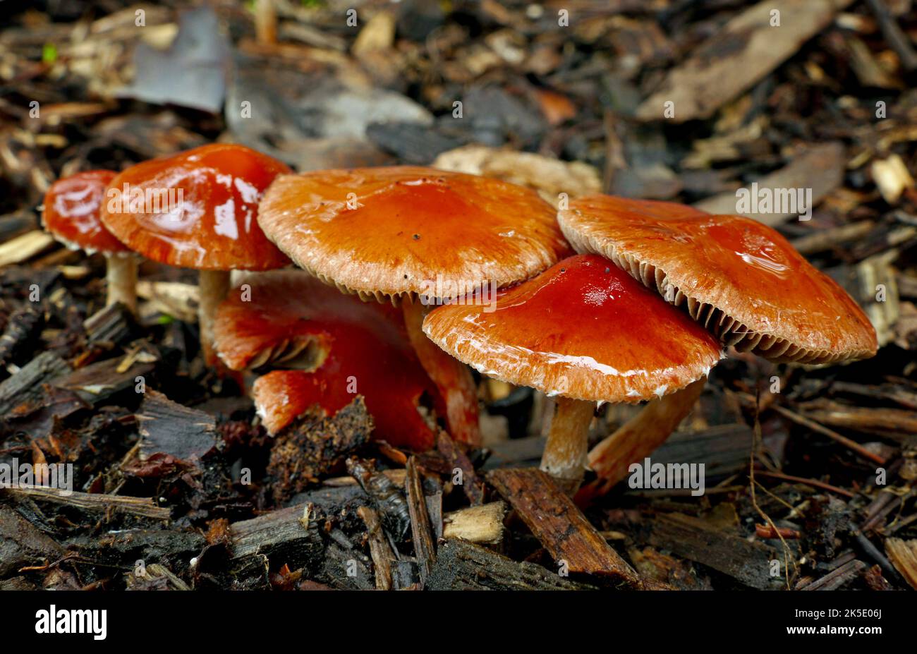 Leratiomyces ceres, allgemein bekannt als Redlead Roundhead, ist ein Pilz, der eine leuchtend rote bis orangefarbene Kappe und eine dunkelviolett-braune Sporenablagerung hat. Er wächst in der Regel gesellig auf Hackschnitzeln und ist einer der häufigsten und charakteristischsten Pilze, die in diesem Lebensraum gefunden werden. Es ist auf Hackschnitzeln und Rasen in Nordamerika, Europa, Australien, Neuseeland und anderswo üblich. Der Name Stropharia aurantiaca wurde für diesen Pilz (zusammen mit einer Reihe ähnlicher Synonyme) häufig, aber falsch verwendet. ? Kredit: BSpragg Stockfoto
