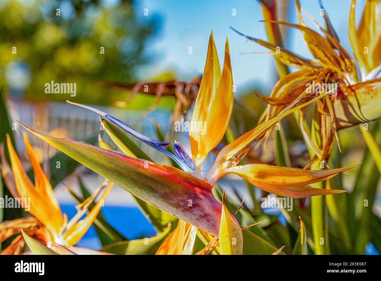 Szenischer Paradiesvogelblume - strelicia - im Morgenlicht Stockfoto