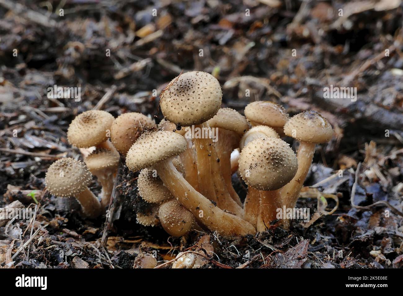 Wahrscheinlich ist Pholiota squarrosa, allgemein bekannt als die shaggy Scalycap, die shaggy Pholiota oder die schuppige Pholiota, eine Pilzart aus der Familie der Strophariaceae. Er ist in Nordamerika und Europa verbreitet und häufig ein opportunistischer Parasit, der unter Laubbäumen eine große Anzahl von Wirten hat, obwohl er auch Nadelbäume infizieren kann. Es kann auch als Saprobe leben, die Nährstoffe aus zersetztem Holz ableitet. Der Pilz wächst in der Regel in Clustern an der Basis von Bäumen und Baumstümpfen. Obwohl sie für einige essbar ist, kann sie giftig sein, besonders wenn sie in Kombination mit Alkohol konsumiert wird. BSpragg Stockfoto
