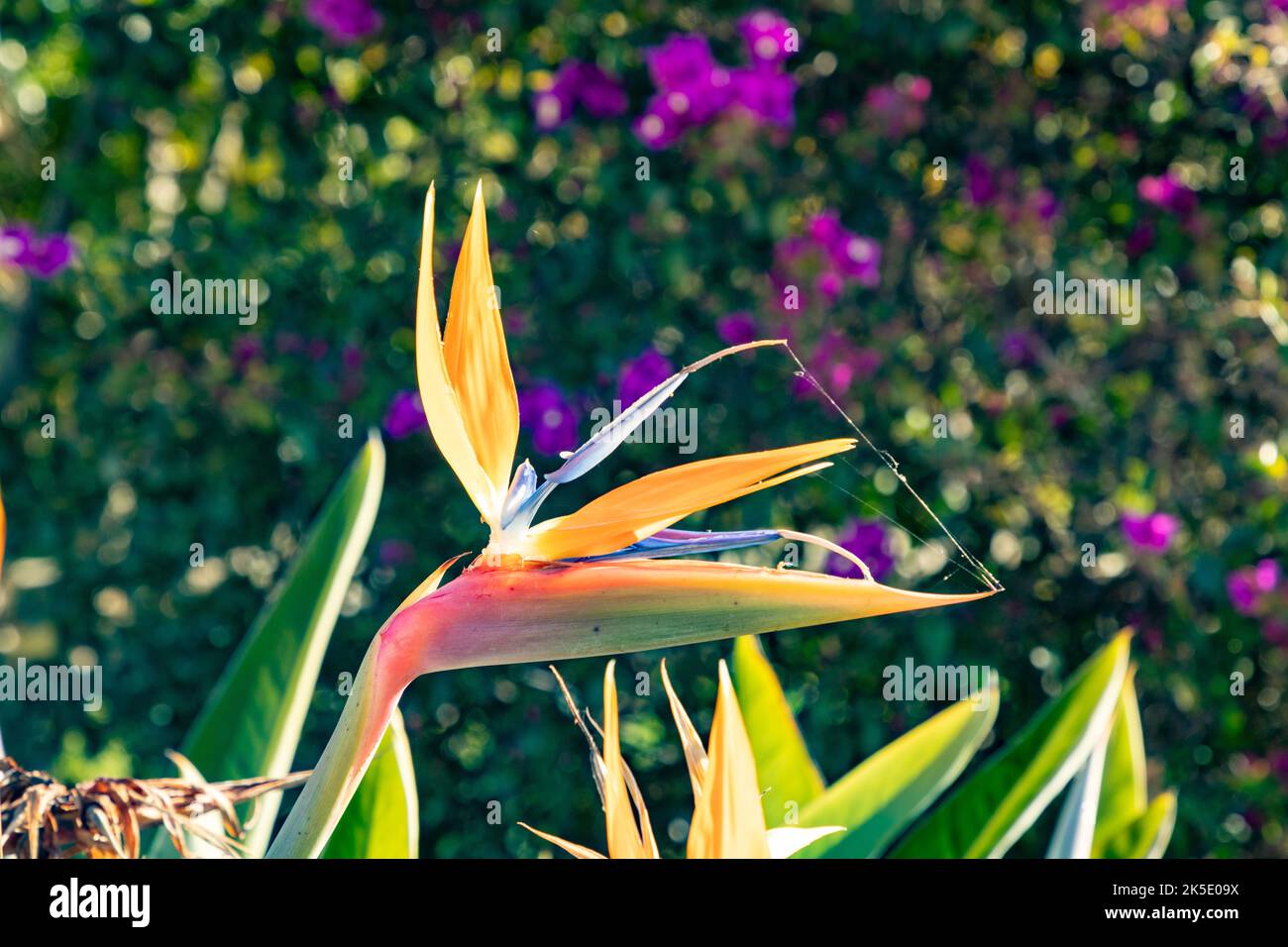 Szenischer Paradiesvogelblume - strelicia - im Morgenlicht Stockfoto