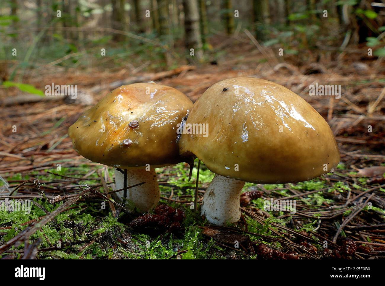 Suillus ist eine Gattung von Basidiomyceten-Pilzen aus der Familie der Suillaceae und der Ordnung Boletales. Die Arten der Gattung sind mit Bäumen aus der Familie der Kiefern (Pinaceae) assoziiert und werden hauptsächlich an gemäßigten Standorten in der N. Hemimimimizone verbreitet, obwohl einige Arten in die S. Hemimizone eingeführt wurden. Sie wurden häufig als "lipprierte Buben" bezeichnet, weil die Kappe des Fruchtkörpers manchmal schleimig ist. Der Gattungsname leitet sich vom lateinischen Sus ab und bedeutet "Schwein". Vor 1997 galt die Gattung Suillus als Teil der Familie der Boletaceae. Exemplar fotografiert in Neuseeland Kredit: BSpragg Stockfoto