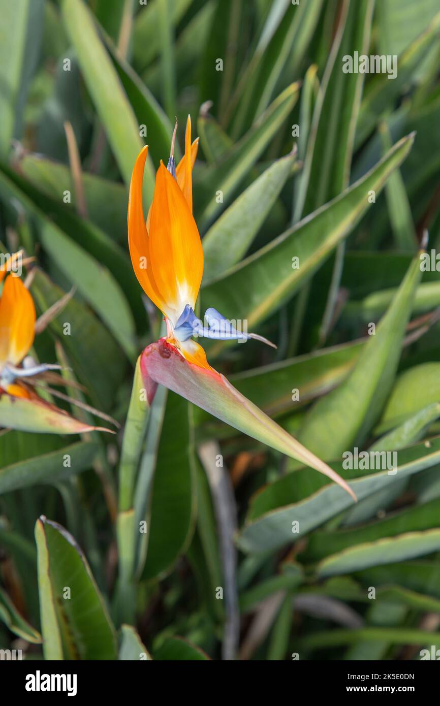 Szenischer Paradiesvogelblume - strelicia - im Morgenlicht Stockfoto