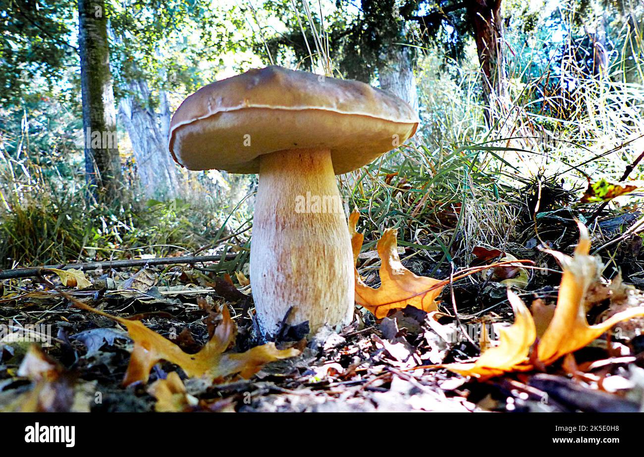 Ein Bolete ist eine Art von Pilz, oder Pilz Fruchtkörper. Er kann dank einer einzigartigen Pilzkappe identifiziert werden. Die Kappe unterscheidet sich deutlich vom Stiel. Auf der Unterseite der Kappe befindet sich in der Regel eine schwammige Oberfläche mit Poren, anstelle der für Pilze typischen Kiemen. Allerdings gibt es einige Boleten, die gefräst sind. 'Bolete' ist der englische gebräuchliche Name für Pilzarten, deren Pilzkappen dieses Aussehen haben. Die Boleten werden in der Reihenfolge Boletales klassifiziert. Nicht alle Mitglieder der Ordnung Boletales sind Boletes. ? Kredit: BSpragg Stockfoto