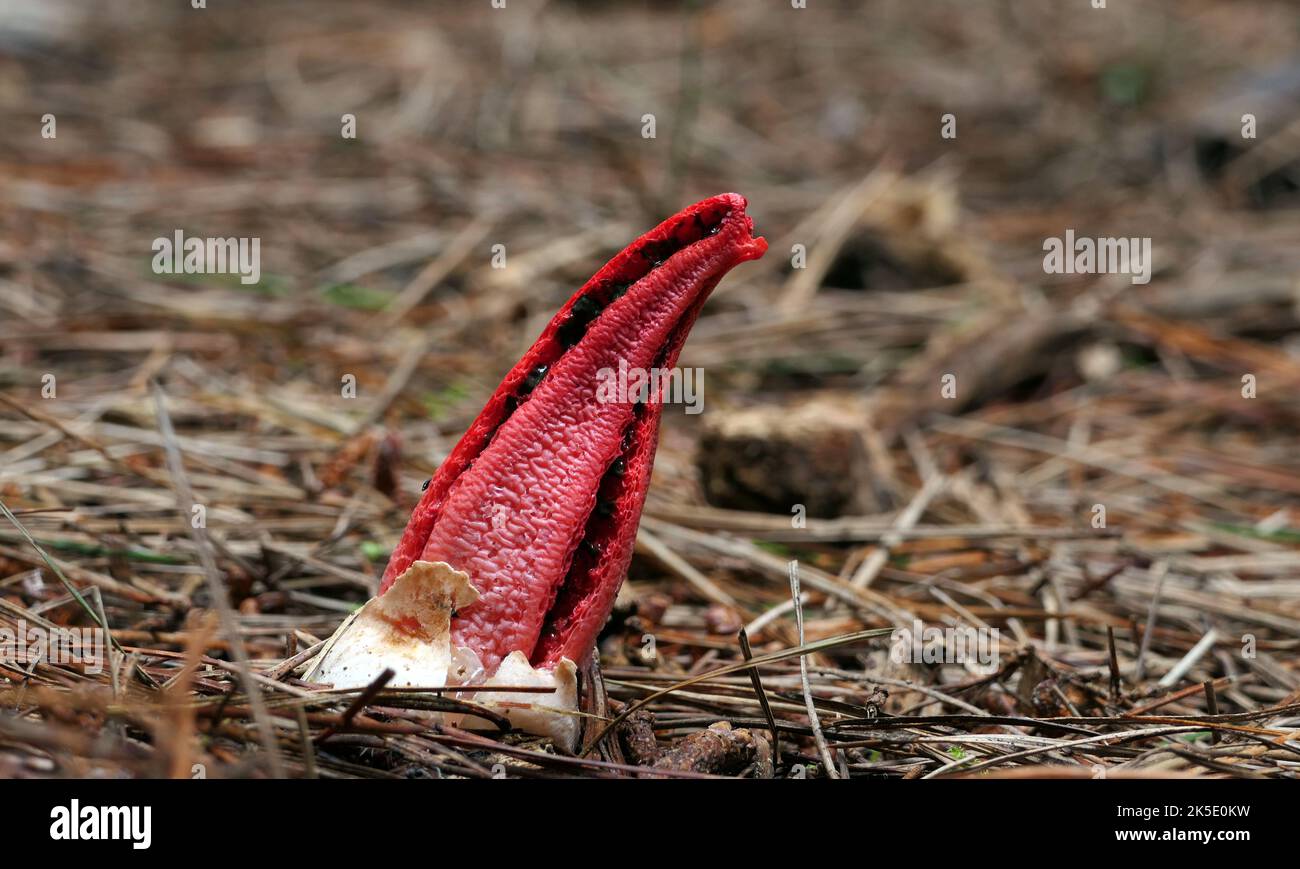 Kraken-Pilze. Clathrus archeri, allgemein bekannt als Tintenfisch-Stinkhorn oder Teufelsfinger, ist ein Pilz, den er weltweit gefunden hat. Der junge Pilz bricht aus einem suberumpenten Ei aus, indem er sich zu vier bis sieben länglichen schlanken Armen formt, die zunächst aufrecht und oben befestigt sind. Kredit: BSpragg Stockfoto