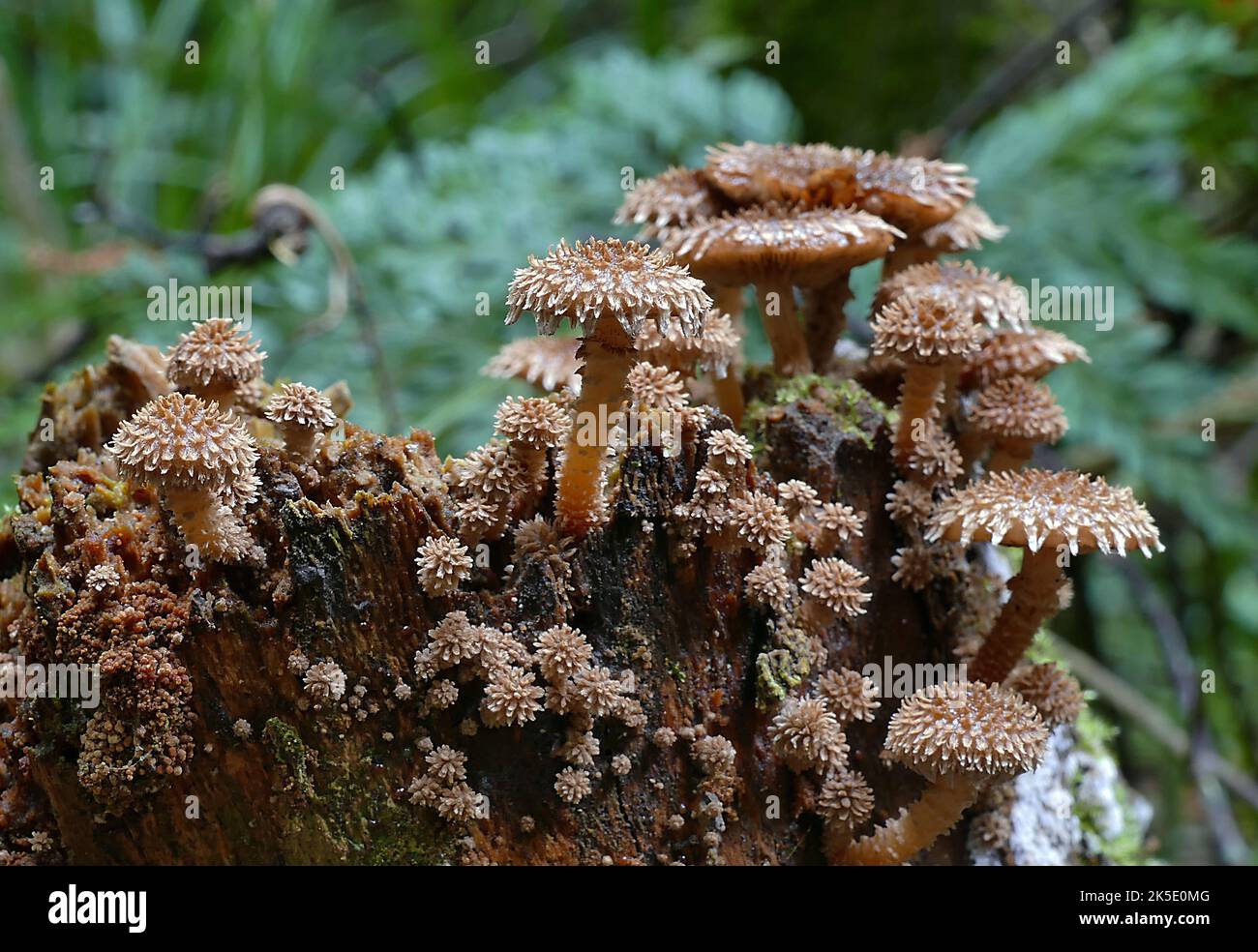 Wahrscheinlich ist Pholiota squarrosa, allgemein bekannt als die shaggy Scalycap, die shaggy Pholiota oder die schuppige Pholiota, eine Pilzart aus der Familie der Strophariaceae. Er ist in Nordamerika und Europa verbreitet und häufig ein opportunistischer Parasit, der unter Laubbäumen eine große Anzahl von Wirten hat, obwohl er auch Nadelbäume infizieren kann. Es kann auch als Saprobe leben, die Nährstoffe aus zersetztem Holz ableitet. Der Pilz wächst in der Regel in Clustern an der Basis von Bäumen und Baumstümpfen. Obwohl sie für einige essbar ist, kann sie giftig sein, besonders wenn sie in Kombination mit Alkohol konsumiert wird. BSpragg Stockfoto