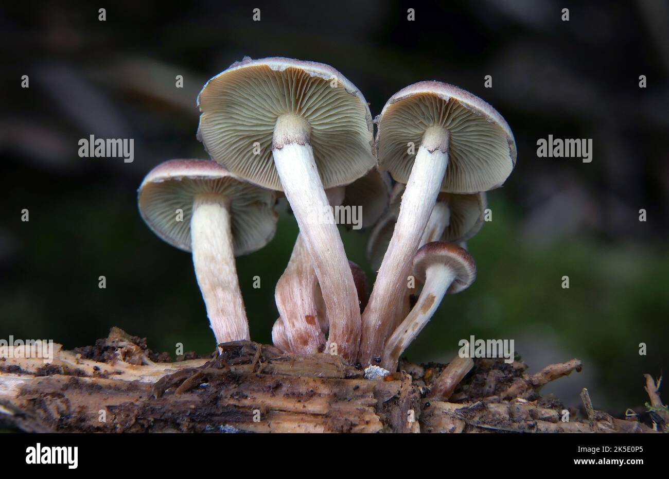 Arten von Cortinariaceae. Cortinariaceae sind eine große Familie von Pilzen, die weltweit gefunden werden und über 2100 Arten enthalten. Die Familie hat ihren Namen von ihrer größten Gattung, den vielfältigen Arten der Gattung Cortinarius. Viele Gattungen, die früher bei den Cortinariaceae vorkamen, wurden in verschiedenen anderen Familien eingesetzt, darunter Hymenogastraceae, Inocybaceae und Bolbitiaceae. Das tödliche Toxin Orellanin wurde bei mindestens 34 Cortinariaceae gefunden. Cortinariaceae ist eine Familie von Pilzen innerhalb des Ordens Agaricales.Exemplar in Neuseeland fotografiert. Kredit: BSpragg Stockfoto