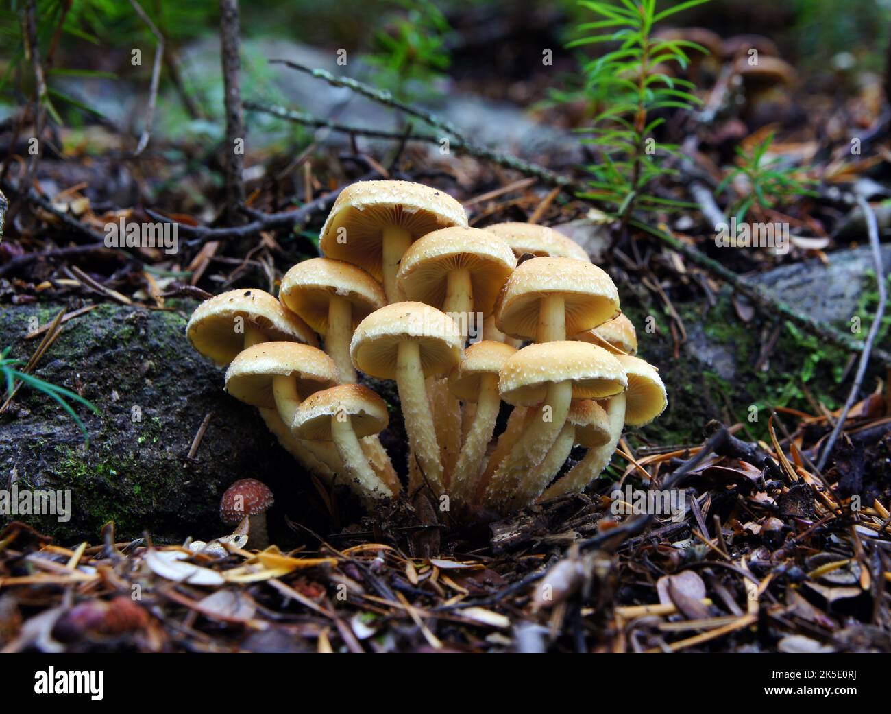 Pholiota ist eine Gattung kleiner bis mittlerer, fleischiger Pilze aus der Familie der Strophariaceae. Sie sind Sasonden, die typischerweise auf Holz leben. Die Gattung hat eine weit verbreitete Verbreitung, vor allem in gemäßigten Regionen, und enthält etwa 150 Arten. Pholiota leitet sich vom griechischen Wort pholis ab, was "Scale" bedeutet. Die Gattung Pholiota umfasst Pilze mit schuppigen, klejeartigen bis trockenen Deckflächen, die häufig auf Holz oder an den Basen von Bäumen oder an verfallenden Baumwurzeln wachsen, sowie Sporen, die in der Ablagerung BSpragg braun, hellbraun oder gelblich-braun sind Stockfoto