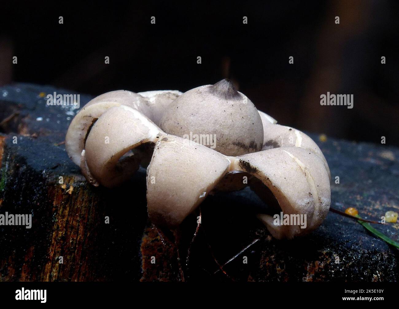 Geastrum pectinatum ist eine ungenießbare Pilzart, die zur Familie der