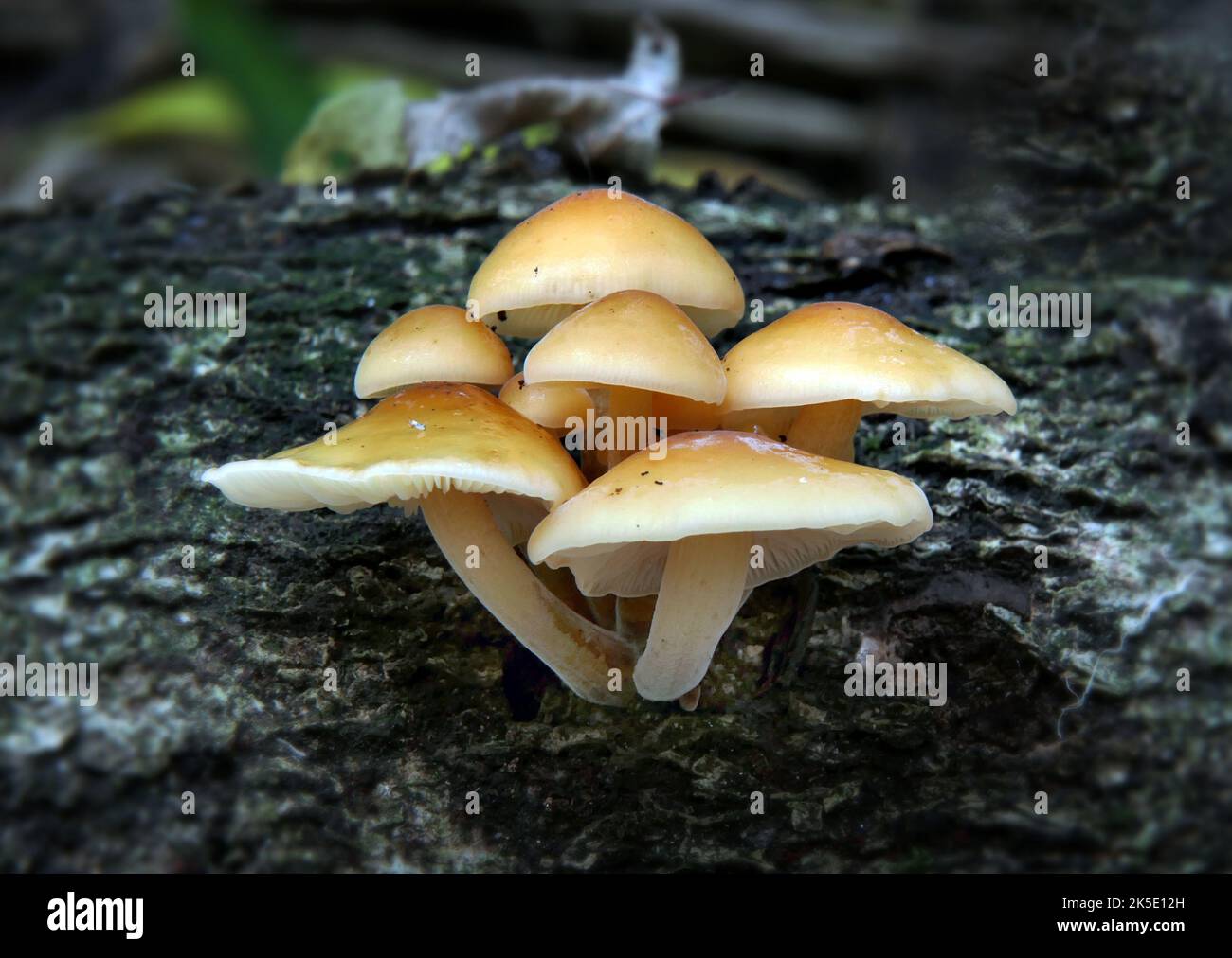 Flammulina velutipes ist eine Art von Agaren (Pilzen) aus der Familie der Physalacriaceae. Im Vereinigten Königreich wurde ihm der empfohlene englische Name Velvet Shank verliehen. Hier fotografiert im neuseeländischen Wald, wo Mykologen dort F. velutipes als eine ausgeprägte Sorte betrachten. Kredit: BSpragg Stockfoto