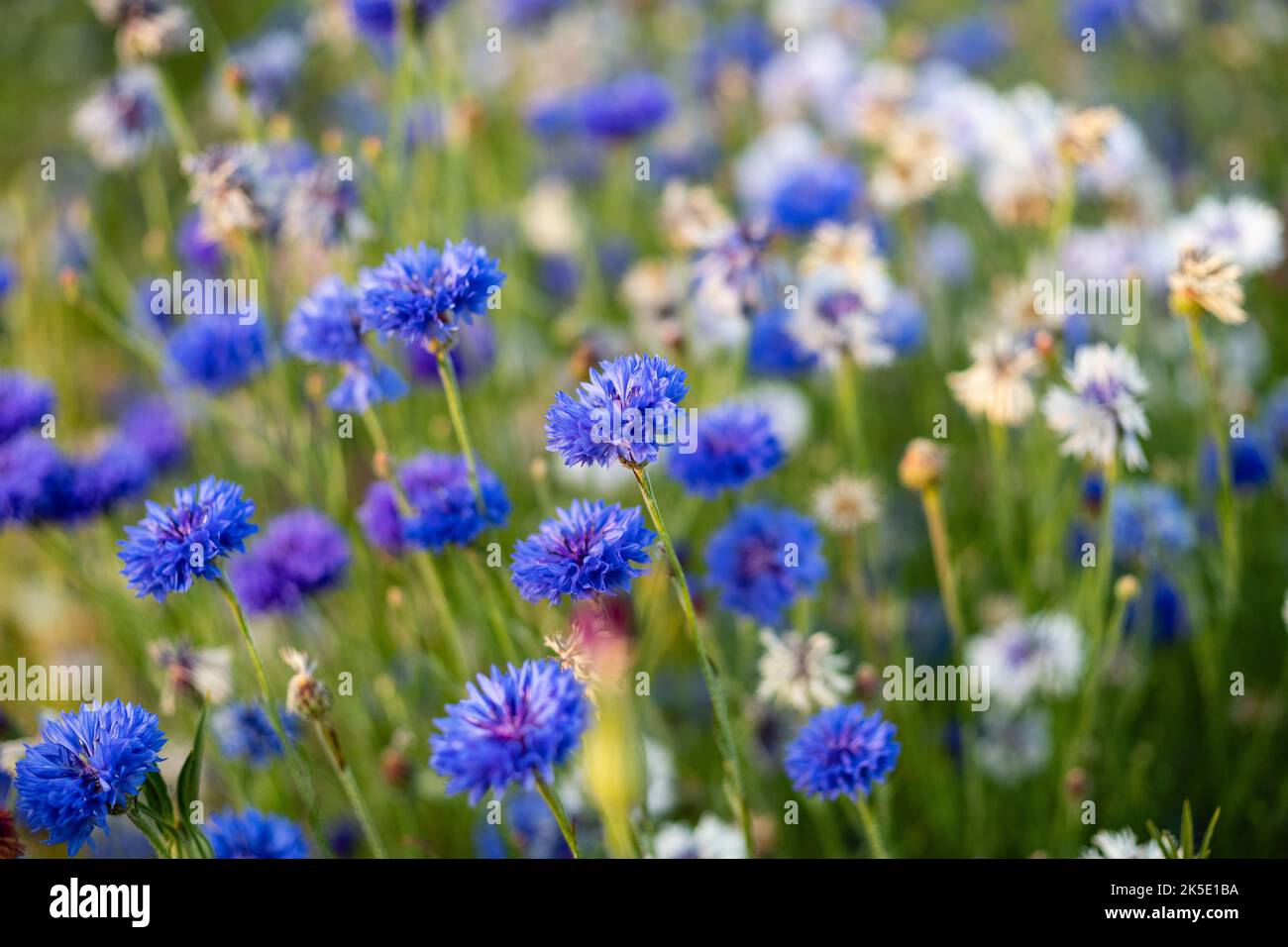 Plus Kornblume ist die natürliche Wiese mit weißen Kornblumen im Hintergrund Sonnenlicht auf der Landschaft gegen Sonnenuntergang Stockfoto