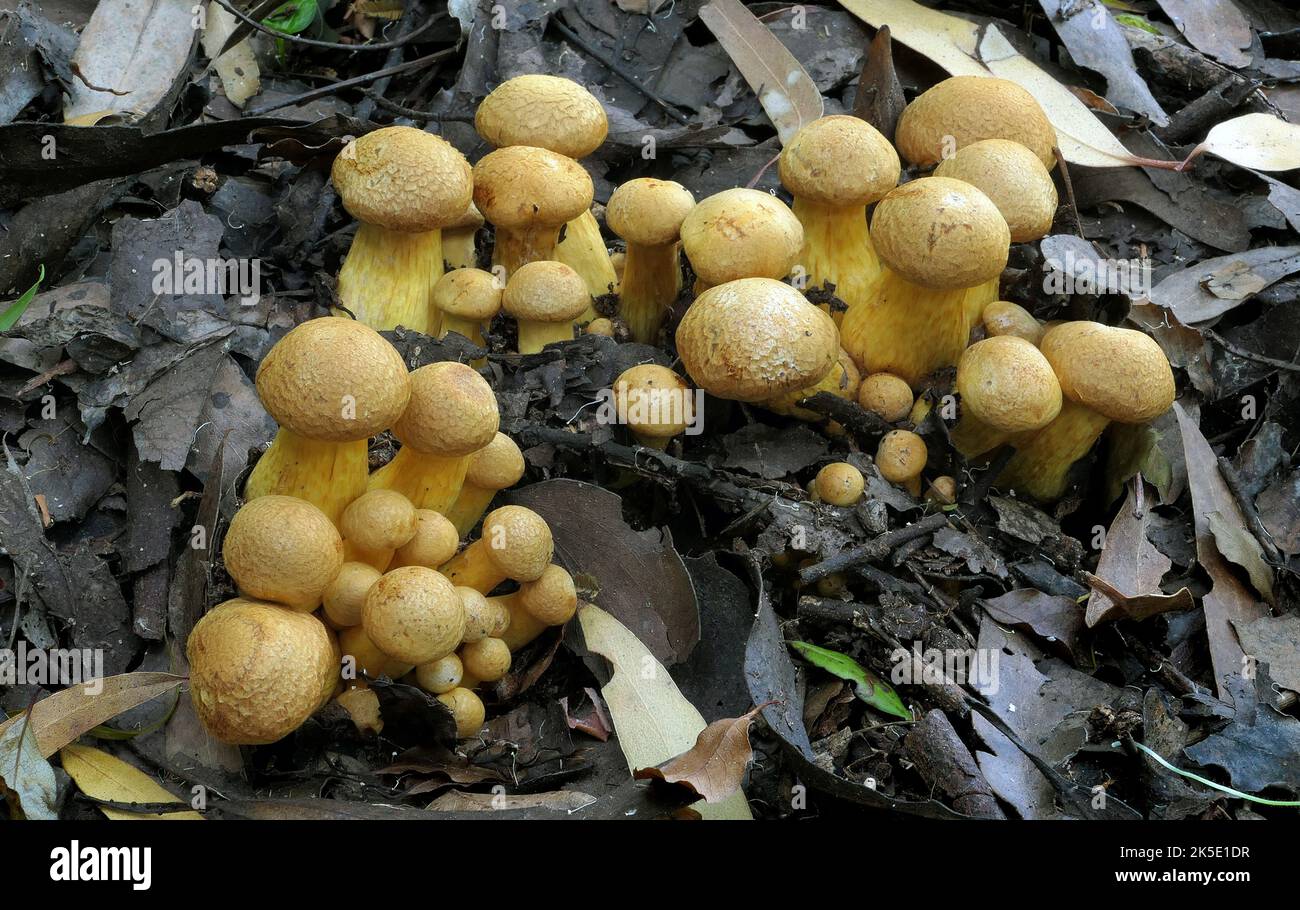 Gymnopilus junonius ist eine Pilzart aus der Familie der Cortinariaceae. Dieser große Orangenpilz, der allgemein als Laughing Gym, Laughing Cap, Laughing Jim oder der spektakuläre Rustgill bekannt ist, wächst normalerweise auf Baumstümpfen, Baumstämmen oder Baumstämmen. Einige Unterarten dieses Pilzes enthalten das neurotoxische Oligoisoprenoid Gymnopilin. Dieses Exemplar wurde in Neuseeland aufgenommen, wo Gymnopilus junonius eingeführt wurde. Dieser Pilz wächst in dichten Haufen auf Baumstümpfen und Baumstämmen aus Harthölzern und Nadelbäumen. Gymnopilus junonius hat psychoaktive Eigenschaften. ? Kredit: BSpragg Stockfoto