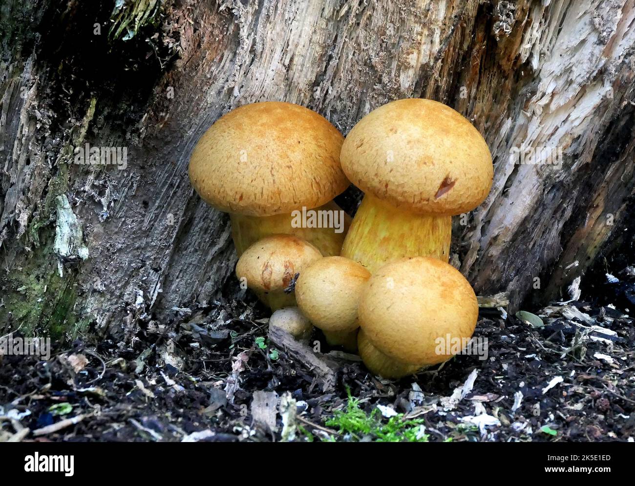 Gymnopilus junonius ist eine Pilzart aus der Familie der Cortinariaceae. Dieser große Orangenpilz, der allgemein als Laughing Gym, Laughing Cap, Laughing Jim oder der spektakuläre Rustgill bekannt ist, wächst normalerweise auf Baumstümpfen, Baumstämmen oder Baumstämmen. Einige Unterarten dieses Pilzes enthalten das neurotoxische Oligoisoprenoid Gymnopilin. Dieses Exemplar wurde in Neuseeland aufgenommen, wo Gymnopilus junonius eingeführt wurde. Dieser Pilz wächst in dichten Haufen auf Baumstümpfen und Baumstämmen aus Harthölzern und Nadelbäumen. Gymnopilus junonius hat psychoaktive Eigenschaften. ? Kredit: BSpragg Stockfoto