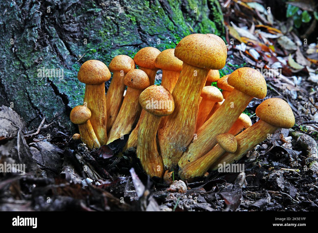 Gymnopilus junonius ist eine Pilzart aus der Familie der Cortinariaceae. Dieser große Orangenpilz, der allgemein als Laughing Gym, Laughing Cap, Laughing Jim oder der spektakuläre Rustgill bekannt ist, wächst normalerweise auf Baumstümpfen, Baumstämmen oder Baumstämmen. Einige Unterarten dieses Pilzes enthalten das neurotoxische Oligoisoprenoid Gymnopilin. Dieses Exemplar wurde in Neuseeland aufgenommen, wo Gymnopilus junonius eingeführt wurde. Dieser Pilz wächst in dichten Haufen auf Baumstümpfen und Baumstämmen aus Harthölzern und Nadelbäumen. Gymnopilus junonius hat psychoaktive Eigenschaften. ? Kredit: BSpragg Stockfoto