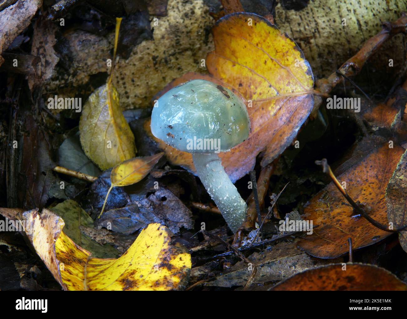 Stropharia aeruginosa, allgemein bekannt als Grünkraut, ist ein mittelgroßer grüner, schleimiger Waldpilz, der von Frühjahr bis Herbst auf Rasenflächen, Mulchen und Wäldern gefunden wird. Die Genießbarkeit dieses Pilzes ist umstritten - einige Quellen behaupten, dass er essbar ist, während andere behaupten, er sei giftig, obwohl die Wirkungen wenig bekannt sind und seine toxischen Bestandteile nicht beschrieben sind. Kredit: BSpragg Stockfoto