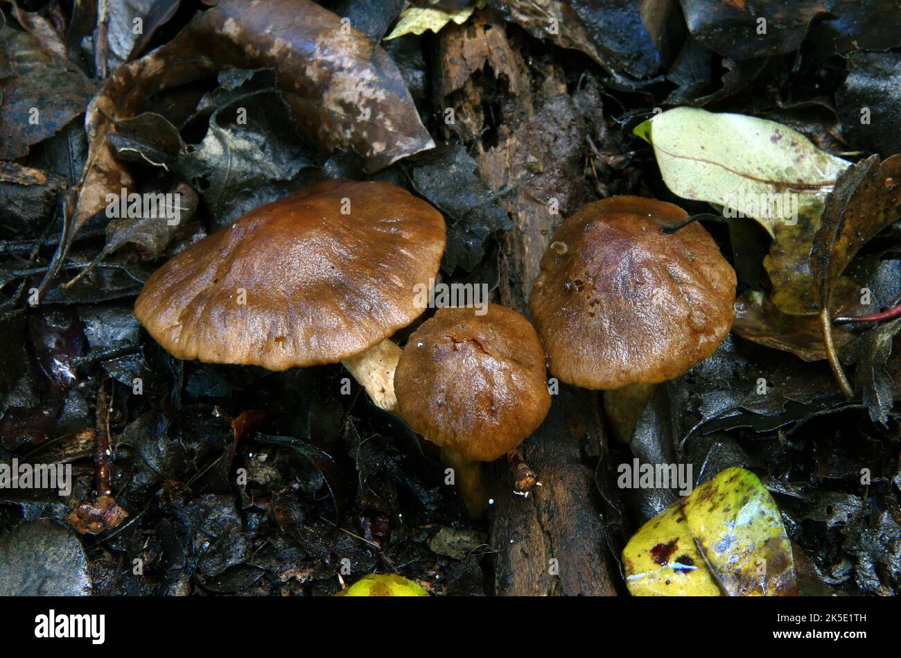 Wahrscheinlich Lactarius umerensis. Die Gattung Lactarius gehört zur Familie der Russulaceae, die sich durch ihre spröden Glieder auszeichnet. Lactarius spp unterscheidet sich von Russulas durch das Absicken eines weißen Latexes oder „Milks“ aus ihrem Fleisch, wenn es geschnitten oder beschädigt wird. ? Kredit: BSpragg Stockfoto