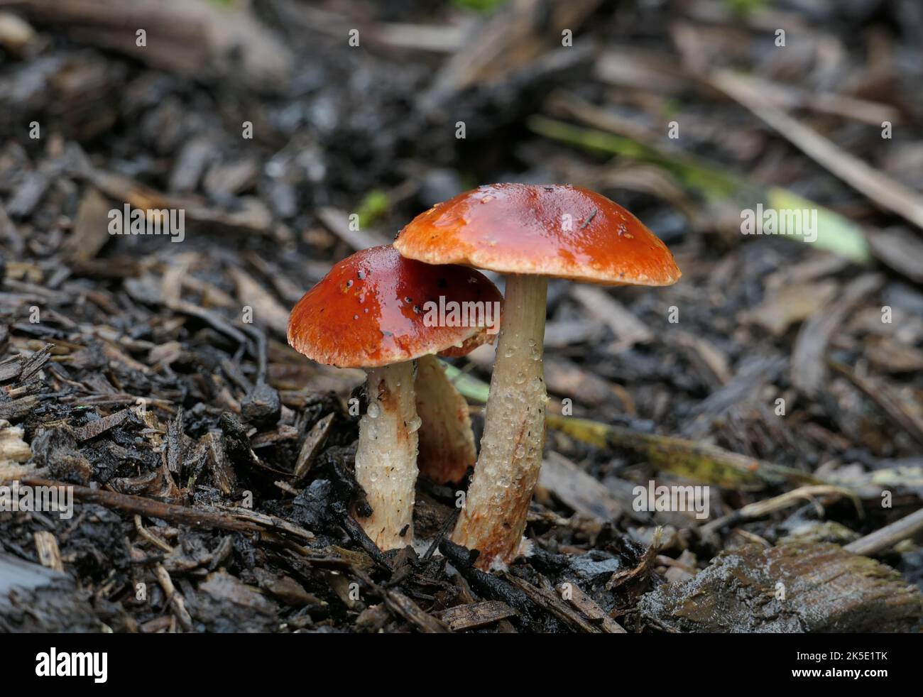 Leratiomyces ceres, allgemein bekannt als Redlead Roundhead, ist ein Pilz, der eine leuchtend rote bis orangefarbene Kappe und eine dunkelviolett-braune Sporenablagerung hat. Er wächst in der Regel gesellig auf Hackschnitzeln und ist einer der häufigsten und charakteristischsten Pilze, die in diesem Lebensraum gefunden werden. Es ist auf Hackschnitzeln und Rasen in Nordamerika, Europa, Australien, Neuseeland und anderswo üblich. Der Name Stropharia aurantiaca wurde für diesen Pilz (zusammen mit einer Reihe ähnlicher Synonyme) häufig, aber falsch verwendet. ? Kredit: BSpragg Stockfoto