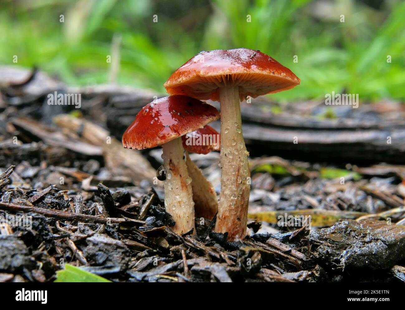 Leratiomyces ceres, allgemein bekannt als Redlead Roundhead, ist ein Pilz, der eine leuchtend rote bis orangefarbene Kappe und eine dunkelviolett-braune Sporenablagerung hat. Er wächst in der Regel gesellig auf Hackschnitzeln und ist einer der häufigsten und charakteristischsten Pilze, die in diesem Lebensraum gefunden werden. Es ist auf Hackschnitzeln und Rasen in Nordamerika, Europa, Australien, Neuseeland und anderswo üblich. Der Name Stropharia aurantiaca wurde für diesen Pilz (zusammen mit einer Reihe ähnlicher Synonyme) häufig, aber falsch verwendet. ? Kredit: BSpragg Stockfoto