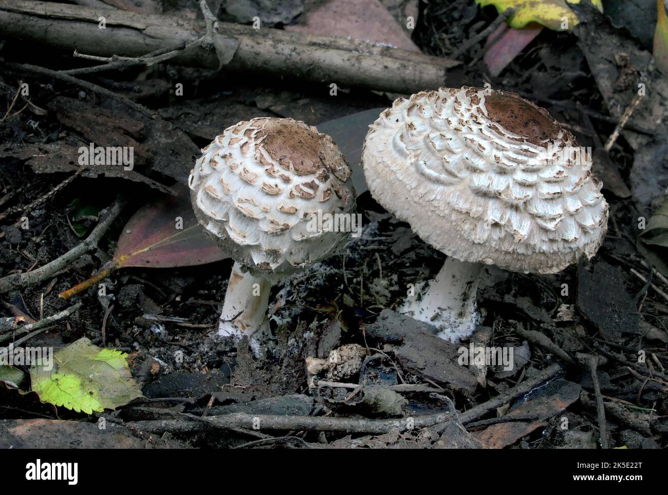 Macrolepiota procera, der Parasolpilz, ist ein Basidiomycete-Pilz mit einem großen, prominenten Fruchtkörper, der einem Parasol ähnelt. Es ist eine ziemlich häufige Art auf gut durchlässigen Böden. Es wird einzeln oder in Gruppen und in Feenringen auf Weiden und gelegentlich im Wald gefunden. Weltweit ist sie in gemäßigten Regionen weit verbreitet. Der Pilz wurde erstmals 1772 vom italienischen Naturforscher Giovanni Antonio Scopoli beschrieben, der ihn Agaricus procerus nannte. Rolf Singer übertrug es 1948 auf die Gattung Macrolepiota. Fotografiert in Neuseeland.? Kredit: BSpragg Stockfoto