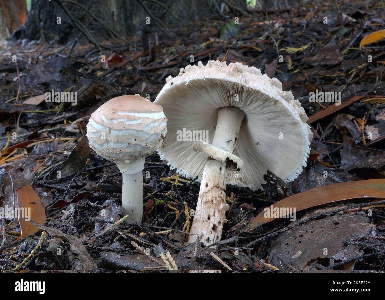 Macrolepiota procera, der Parasolpilz, ist ein Basidiomycete-Pilz mit einem großen, prominenten Fruchtkörper, der einem Parasol ähnelt. Es ist eine ziemlich häufige Art auf gut durchlässigen Böden. Es wird einzeln oder in Gruppen und in Feenringen auf Weiden und gelegentlich im Wald gefunden. Weltweit ist sie in gemäßigten Regionen weit verbreitet. Der Pilz wurde erstmals 1772 vom italienischen Naturforscher Giovanni Antonio Scopoli beschrieben, der ihn Agaricus procerus nannte. Rolf Singer übertrug es 1948 auf die Gattung Macrolepiota. Fotografiert in Neuseeland.? Kredit: BSpragg Stockfoto