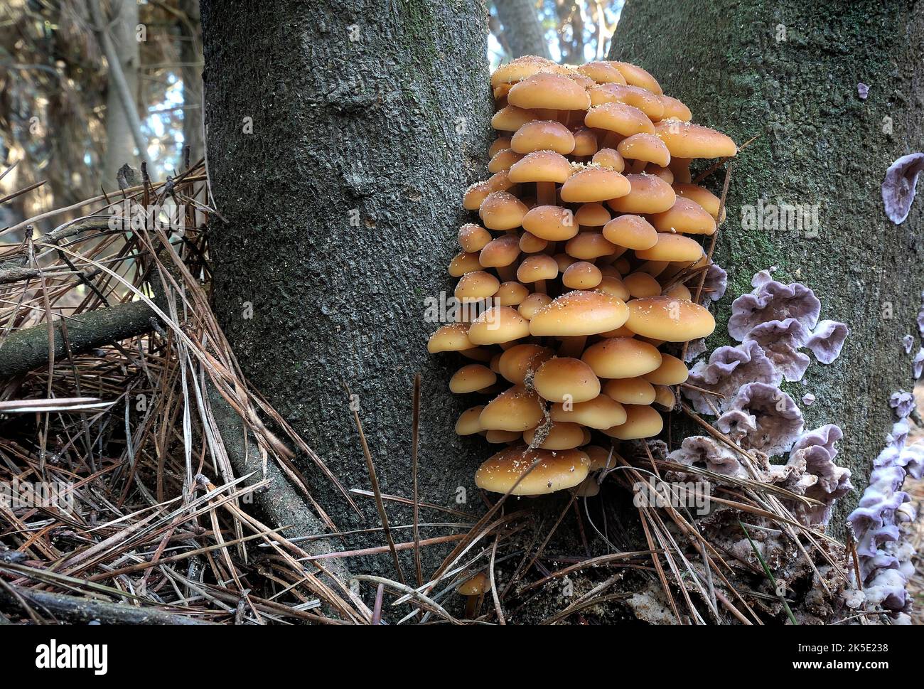 Wahrscheinlich ist Hypholoma fasciculare, allgemein bekannt als Schwefelbüschel oder geclusterter Waldpilz, ein gewöhnlicher Waldpilz, der oft nachgewiesen wird, wenn kaum andere Pilze zu finden sind. Dieser saprotrophe kleine Kiemenpilz wächst in großen Klumpen an Baumstümpfen, toten Wurzeln oder verfaulenden Stämmen breitblättriger Bäume fruchtbar. Der 'Sulphurtuft ist bitter und giftig; sein Verzehr kann Erbrechen, Durchfall und Krämpfe verursachen. Das Hauptgift ist ein Steroid, das als Fasciculol E. bekannt ist.Quelle: BSpragg Stockfoto