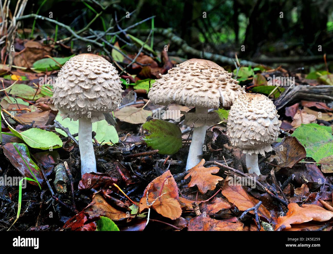 Macrolepiota procera, der Parasolpilz, ist ein Basidiomycete-Pilz mit einem großen, prominenten Fruchtkörper, der einem Parasol ähnelt. Es ist eine ziemlich häufige Art auf gut durchlässigen Böden. Es wird einzeln oder in Gruppen und in Feenringen auf Weiden und gelegentlich im Wald gefunden. Weltweit ist sie in gemäßigten Regionen weit verbreitet. Der Pilz wurde erstmals 1772 vom italienischen Naturforscher Giovanni Antonio Scopoli beschrieben, der ihn Agaricus procerus nannte. Rolf Singer übertrug es 1948 auf die Gattung Macrolepiota. Fotografiert in Neuseeland. Kredit: BSpragg Stockfoto