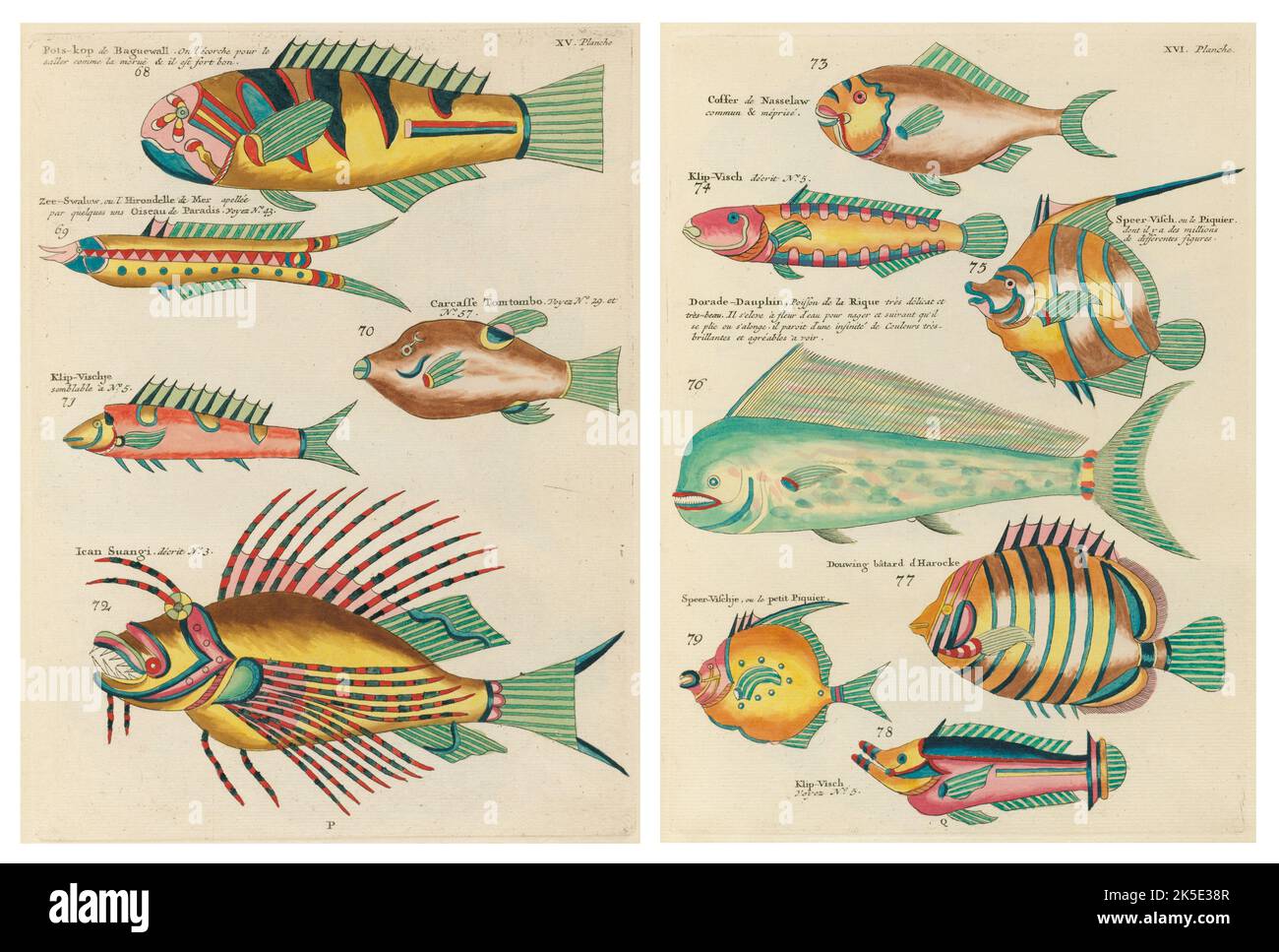 Antike Illustrationen von Fischen, Krebsen und Krebsen mit Anmerkungen in französischer Sprache.aus Louis Renards Poissons, Ecrevisses et Crabes, veröffentlicht 1754. Farbige Kupferstiche als 2 Seiten nach dem Originaltitel nebeneinander gelegt. Stockfoto