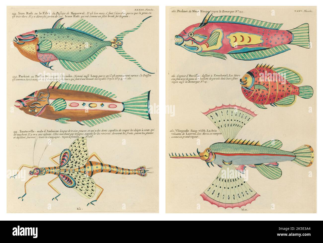 Antike Illustrationen von Fischen, Krebsen und Krebsen mit Anmerkungen in französischer Sprache.aus Louis Renards Poissons, Ecrevisses et Crabes, veröffentlicht 1754. Farbige Kupferstiche als 2 Seiten nach dem Originaltitel nebeneinander gelegt. Stockfoto