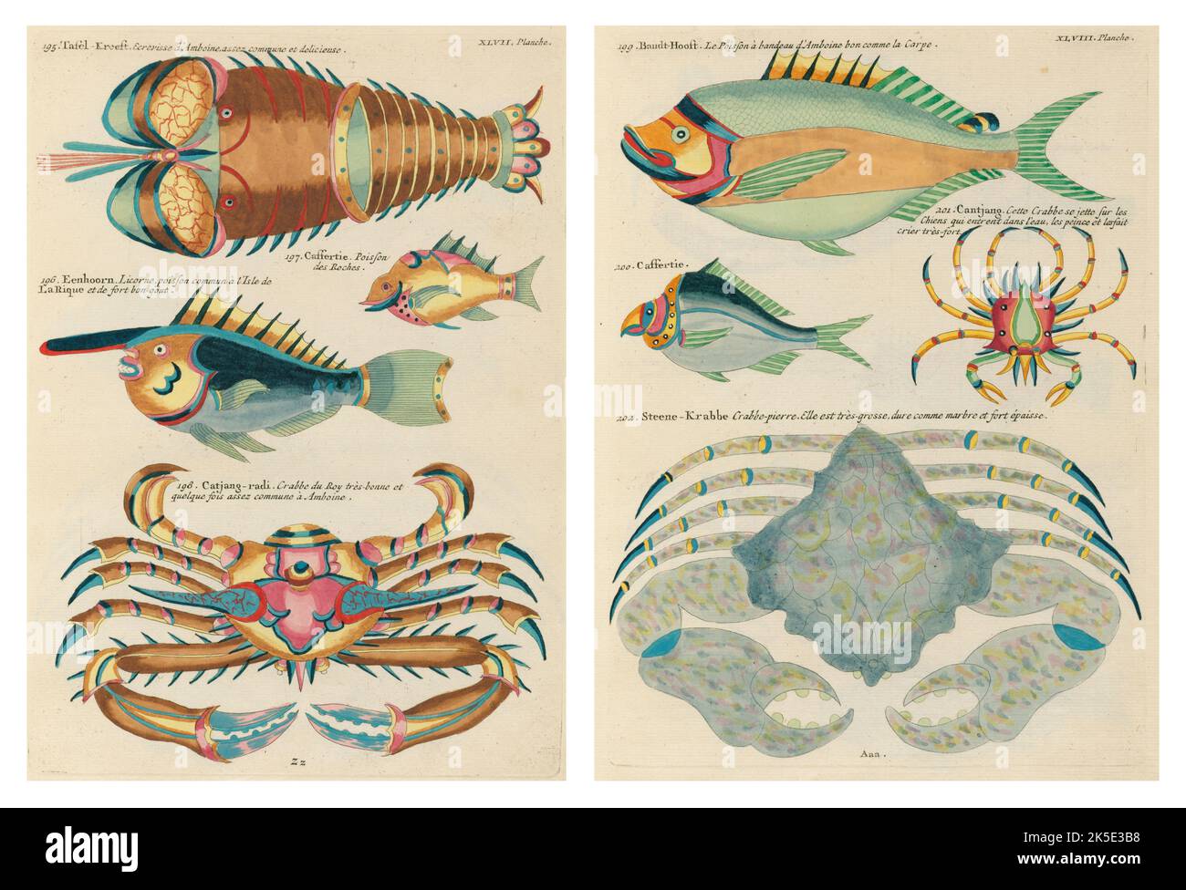 Antike Illustrationen von Fischen, Krebsen und Krebsen mit Anmerkungen in französischer Sprache.aus Louis Renards Poissons, Ecrevisses et Crabes, veröffentlicht 1754. Farbige Kupferstiche als 2 Seiten nach dem Originaltitel nebeneinander gelegt. Stockfoto