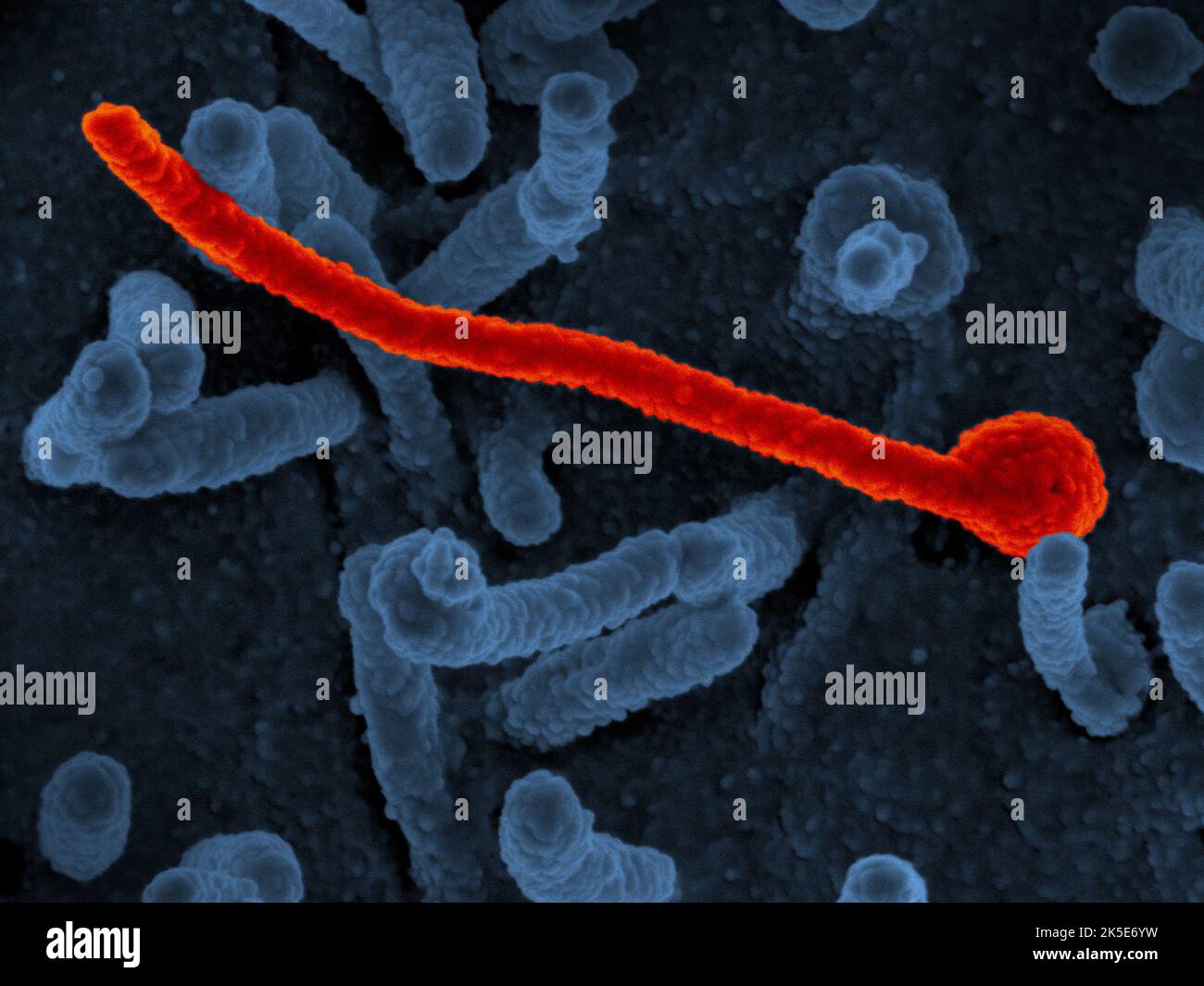 Ebola-Virus Makona. Auf der Oberfläche von Vero-Zellen (blau) wurde eine Rasterelektronenmikroskopie des Ebola-Virus Makona (rot dargestellt) aus der westafrikanischen Epidemie gezeigt.Wissenschaftler spekulierten, dass die genetische Vielfalt des zirkulierenden Makona-Virusstamms (EBOV-Makona) zu einer schwereren Erkrankung und einer höheren Übertragbarkeit führen würde als frühere Stämme, Doch mithilfe zweier unterschiedlicher Tiermodelle stellten Wissenschaftler fest, dass sich bestimmte Mutationen während der Epidemie frühzeitig stabilisierten und die Darstellung oder das Ergebnis der Ebola-Krankheit nicht veränderten. Kredit: National Institute of Allergy and Infectious Diseases, NIH Stockfoto