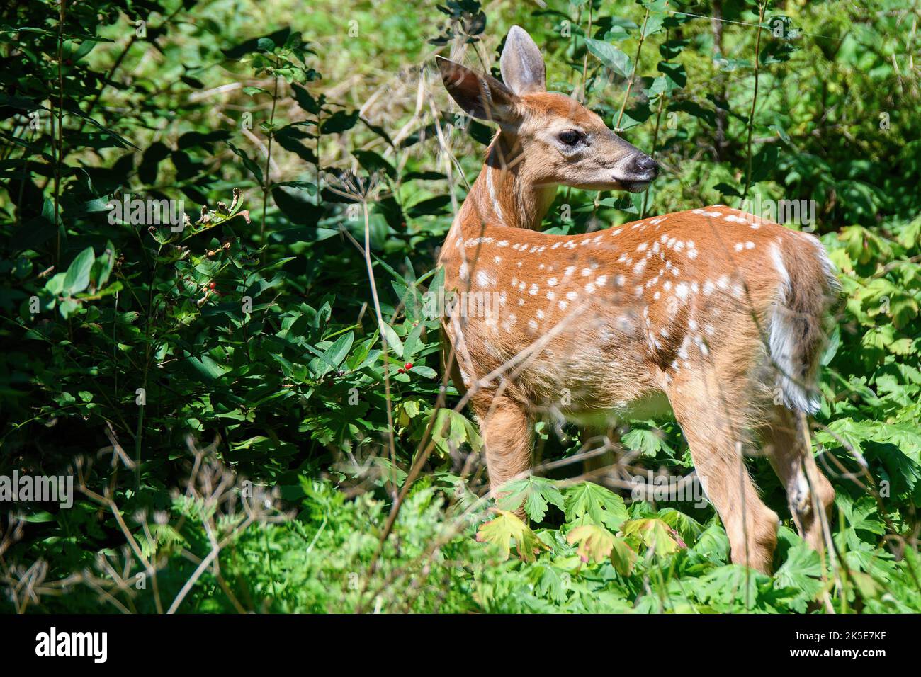 Ein geflecktes Rehkitz, das in Büschen am Waldrand steht. Das Rehkitz schaut nach hinten, um zu sehen, was dahinter steckt. Heller, sonniger Tag. Stockfoto