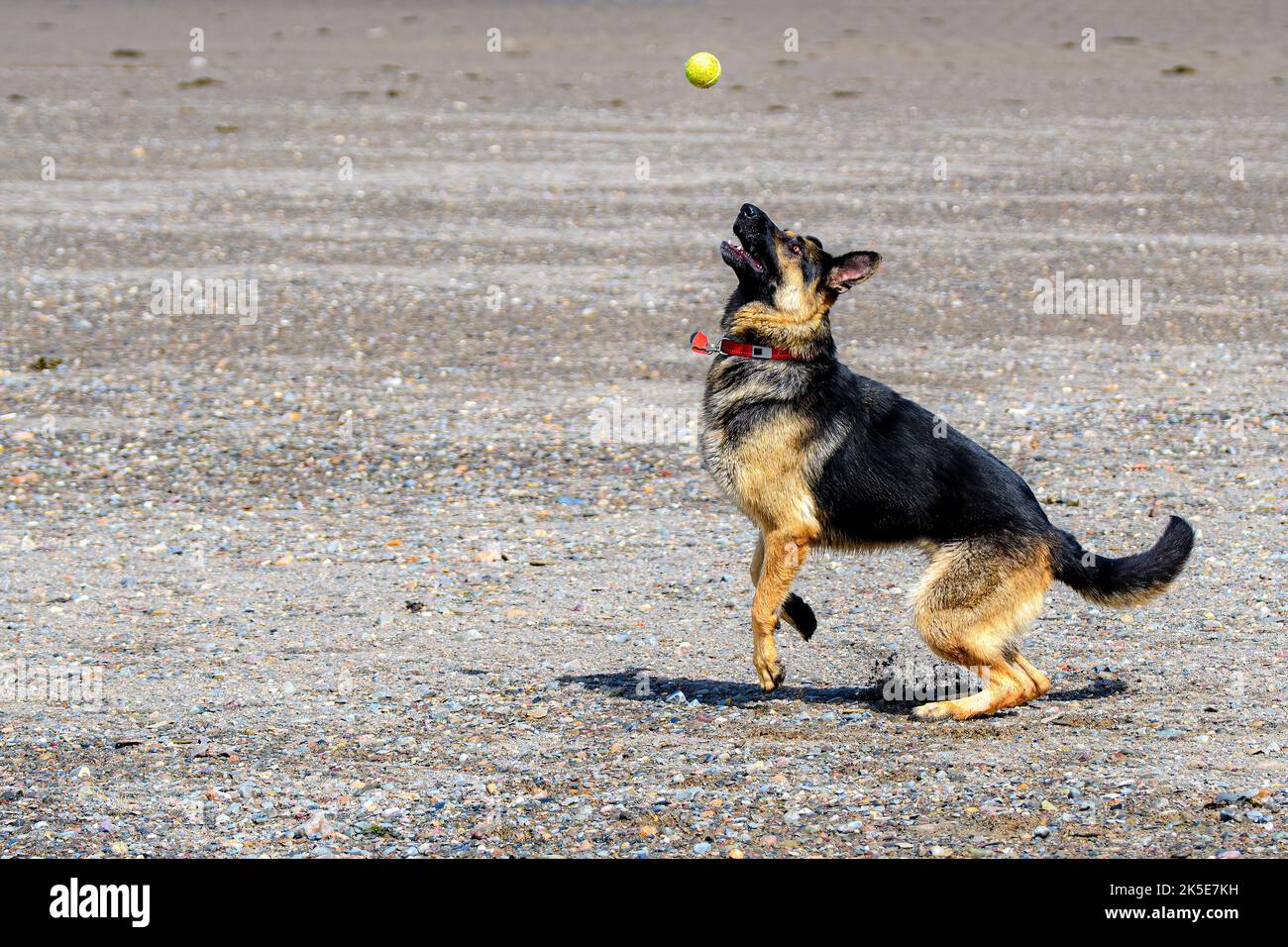 Ein deutscher Schäferhund bereit, einen Tennisball am Strand zu fangen. Sie schaut auf den Ball mit ist gerade über ihrem Kopf. Stockfoto