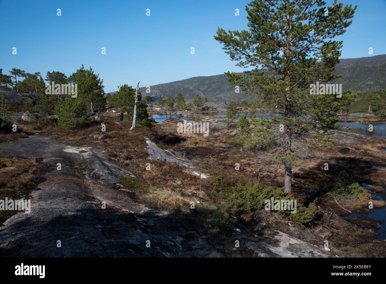 Blauer See in einem grünenden Birkenwald in einem felsigen Gebirge in der Gemeinde Hamarøy in der norwegischen Provinz Nordland. Stockfoto