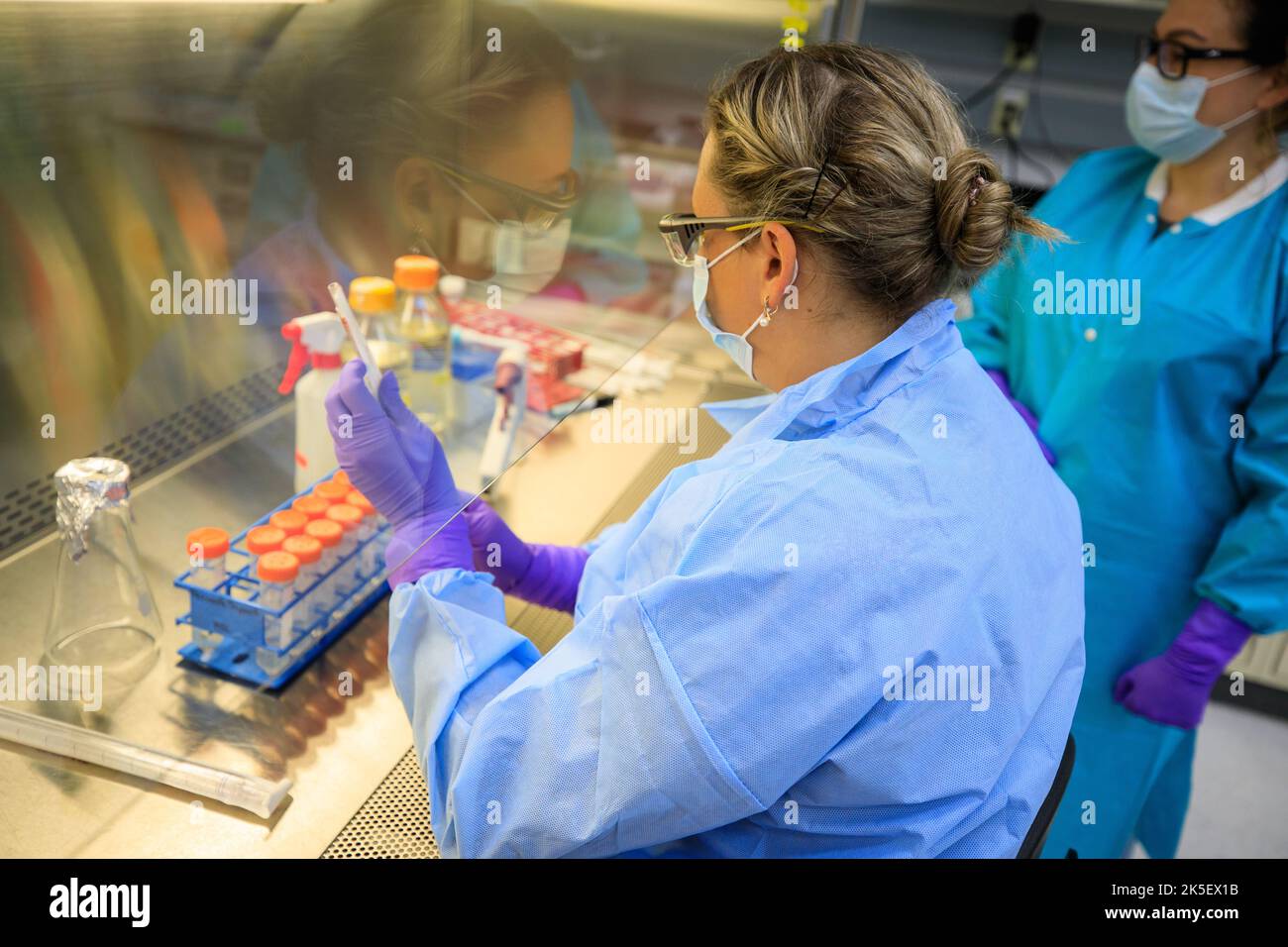 Die biomedizinische Wissenschaftlerin Yuliya Farris (links) des Kennedy Space Center bereitet am 11. Juli 2022 das Experiment „Dynamik von Mikrobiomen im Weltraum“ (Dynamos) in einem Labor der Space Station Processing Facility des Weltraumbahnhofs Florida vor. Das Dynamos-Experiment wird auf der 25. von SpaceX für die Nachversorgung von Gütern aufgeweichten Mission starten, um zu untersuchen, wie Schwerelosigkeit metabolische Interaktionen in Gemeinschaften von Bodenmikroben beeinflusst. Dies wird der NASA helfen, die Funktion von Bodenmikroorganismen im Weltraum im Vergleich zu auf der Erde zu verstehen und wie sie verwendet werden können, um das Pflanzenwachstum für den Besatzungskonsum während langfristiger Missionen zu verbessern Stockfoto