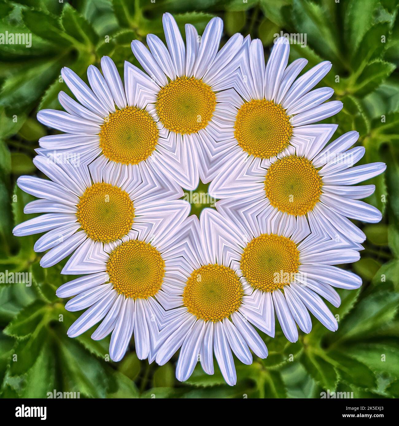 Kaleidoskop Fotografie: Lebendige Daisy Ring Design. Stockfoto
