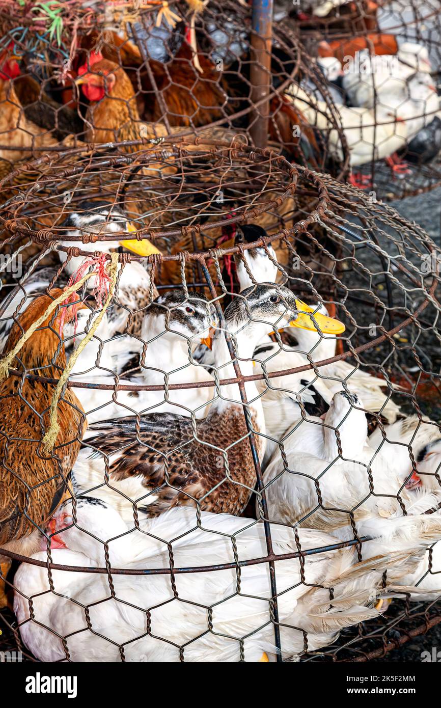 Hühner und Enten zum Verkauf auf dem Straßenmarkt, Hai Phong, Vietnam Stockfoto