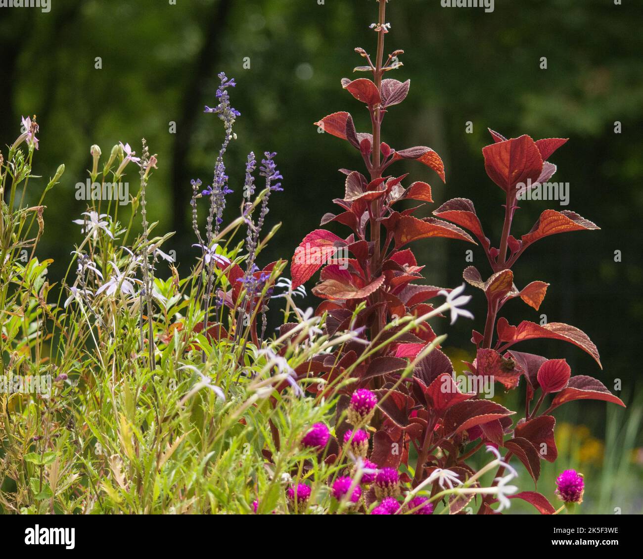 Schöner Garten im Sommer mit verschiedenen Farben und Texturen Stockfoto